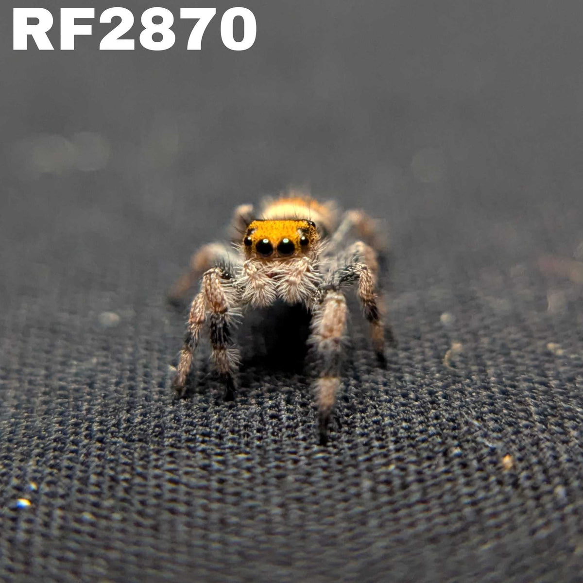 Regal Jumping Spider "Punkin"