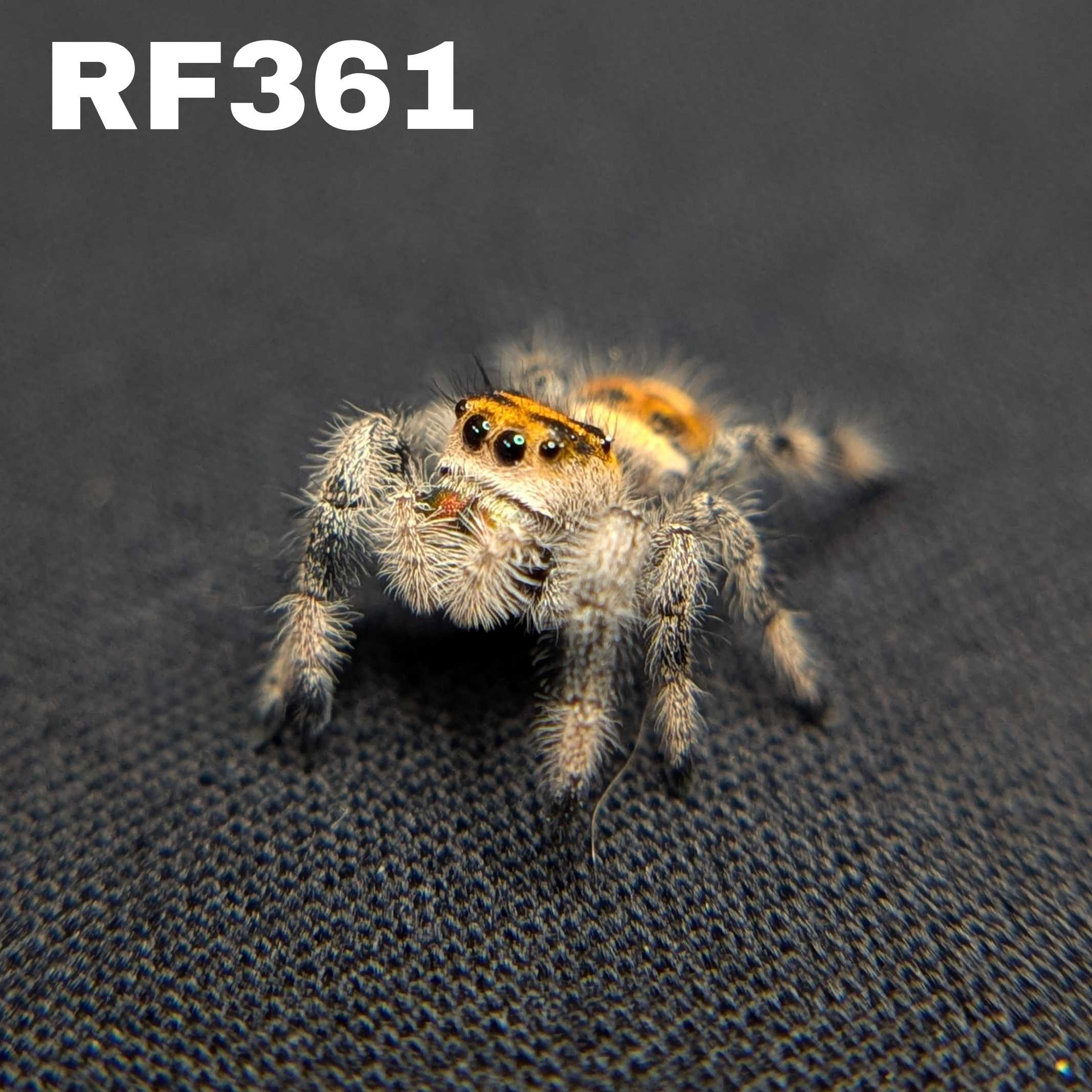 Regal Jumping Spider "Sunflower"
