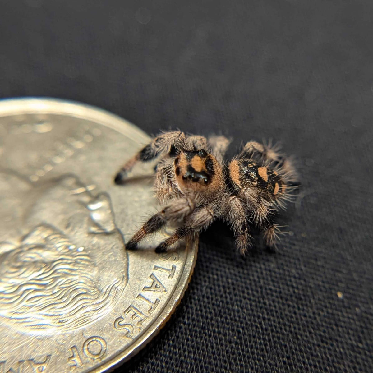 Regal Jumping Spider "Juniper"