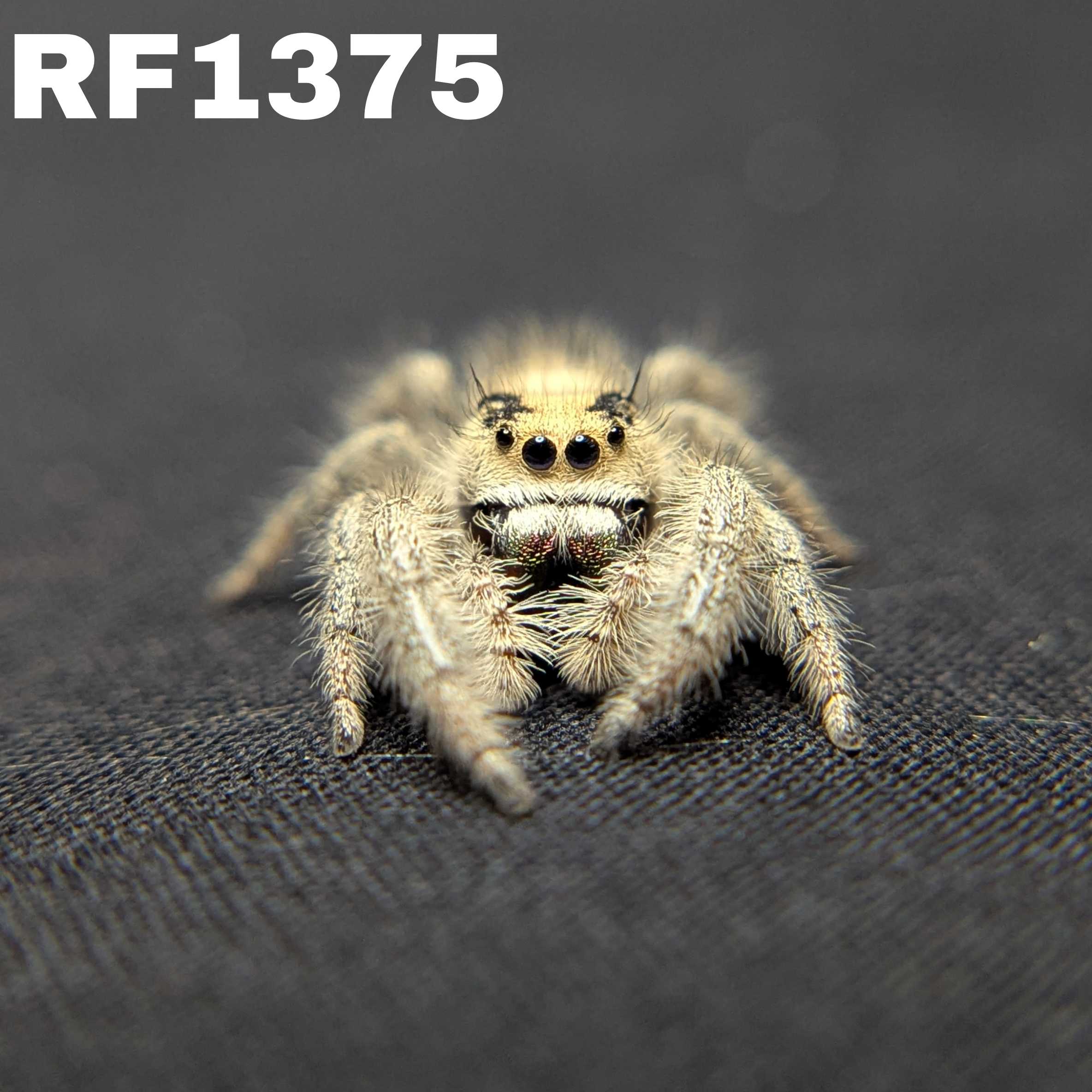 Regal Jumping Spider "Sourdough"