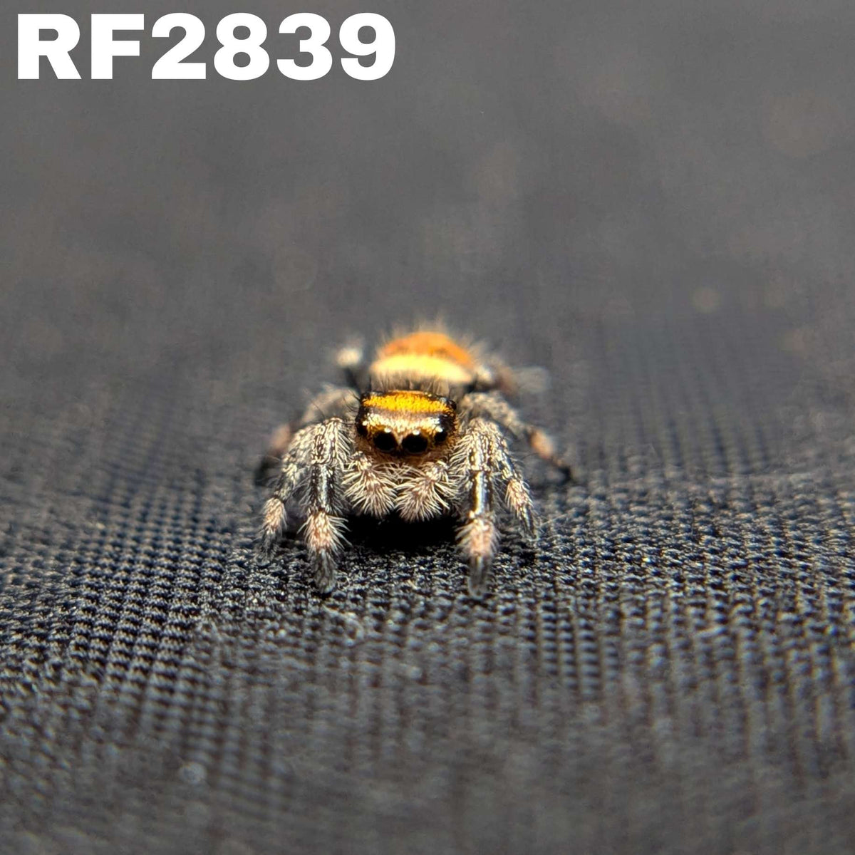 Regal Jumping Spider "Pineapple"