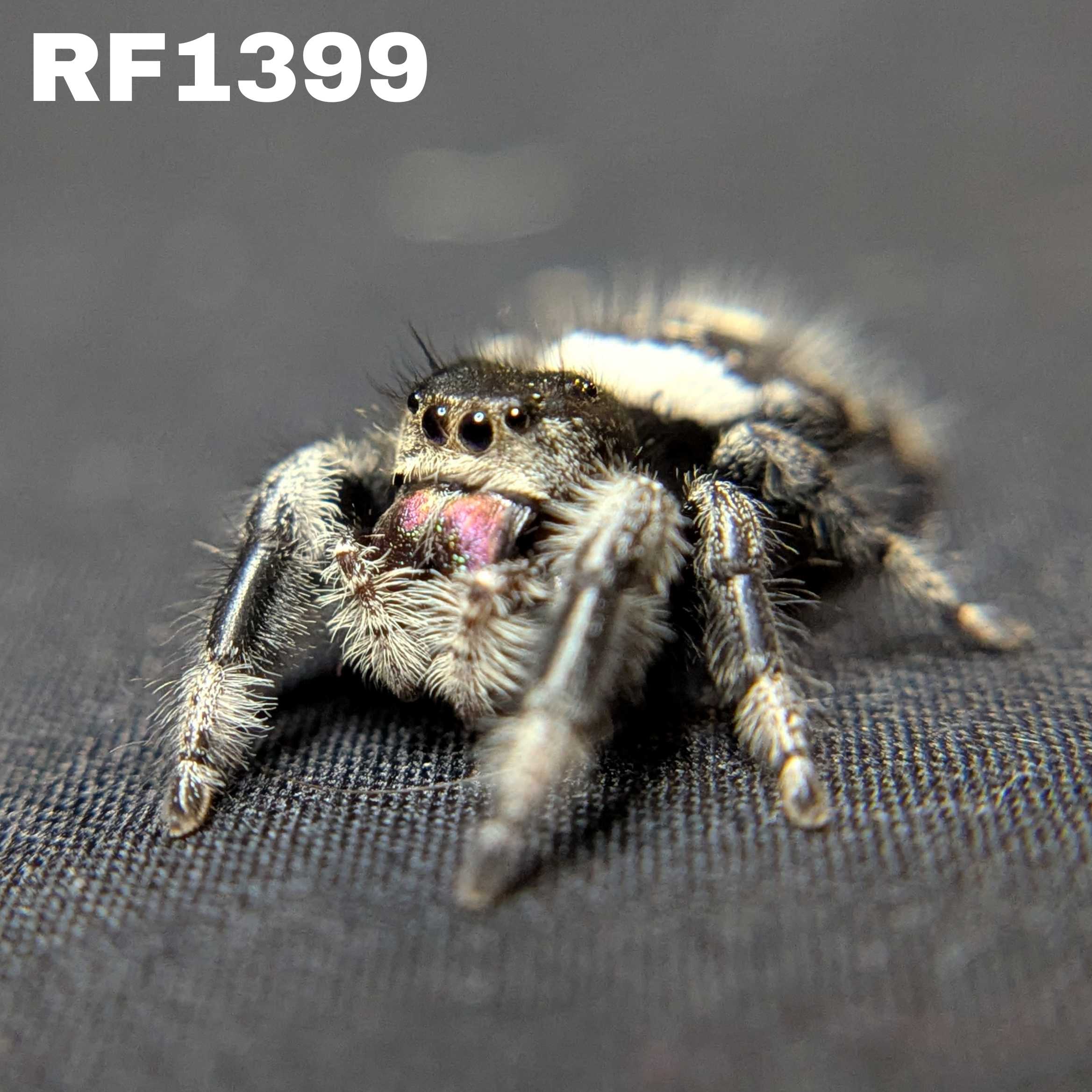 Regal Jumping Spider "Shadow"