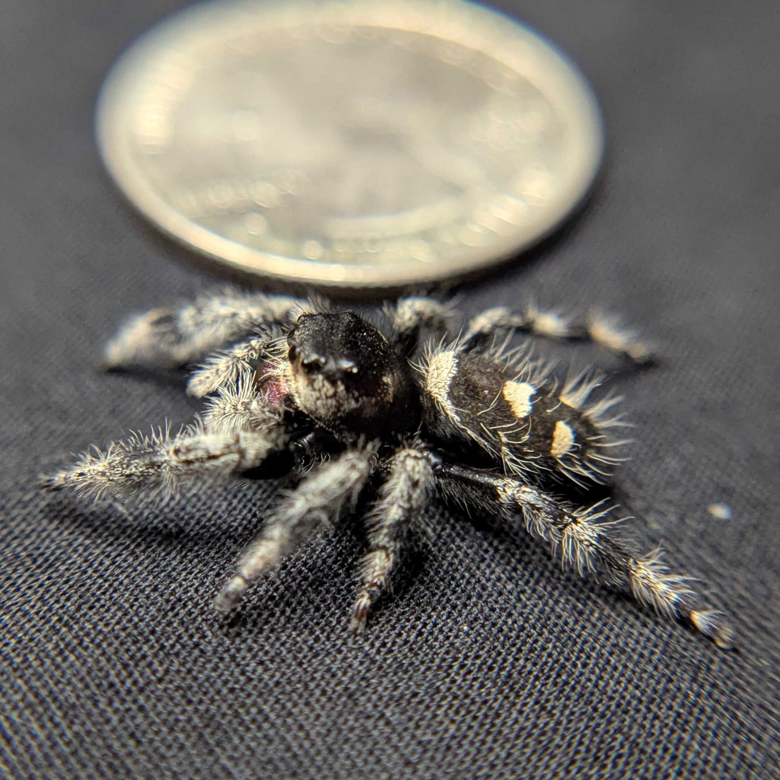 Regal Jumping Spider "Hex"