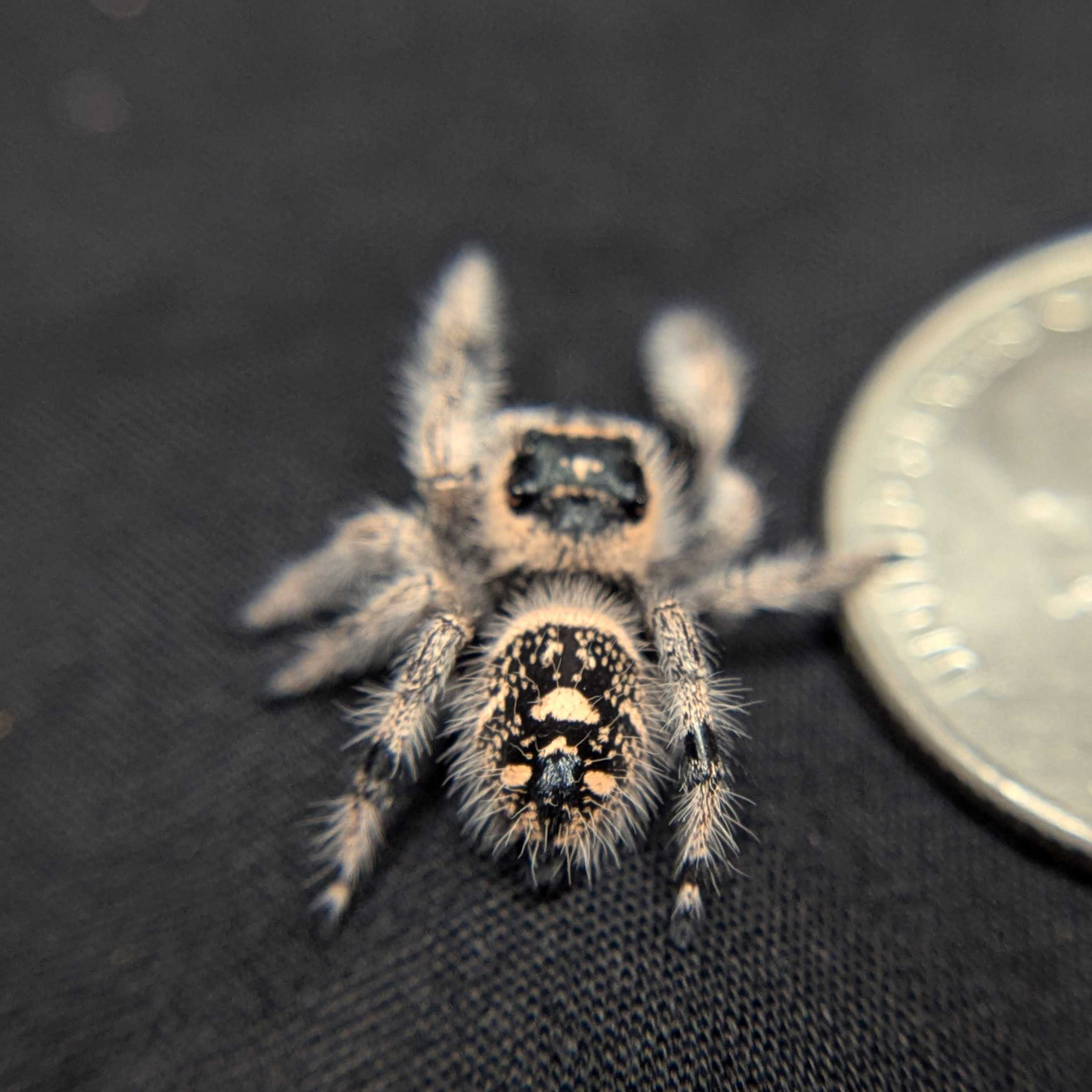 Regal Jumping Spider "Bubblegum"