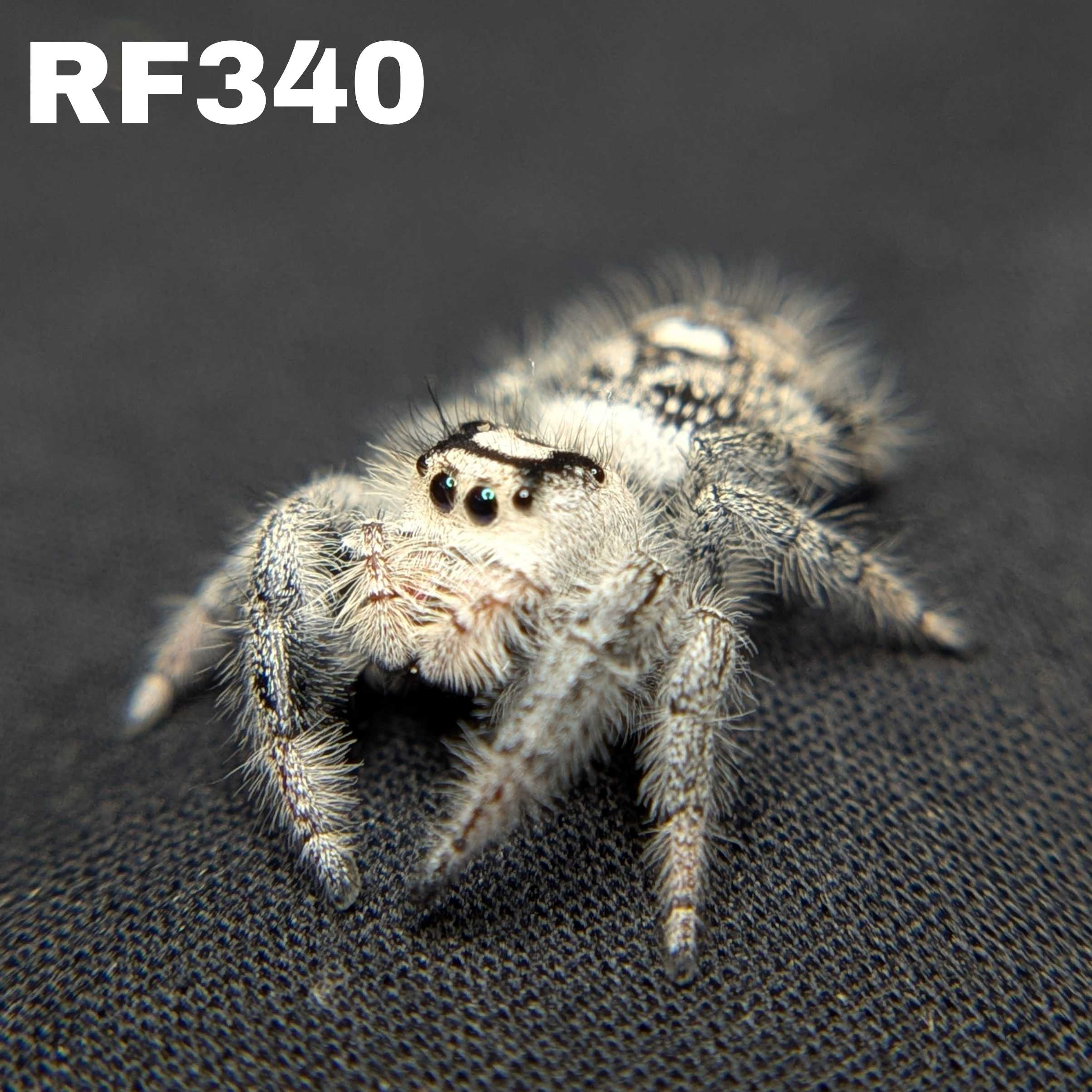 Regal Jumping Spider "Oreo"