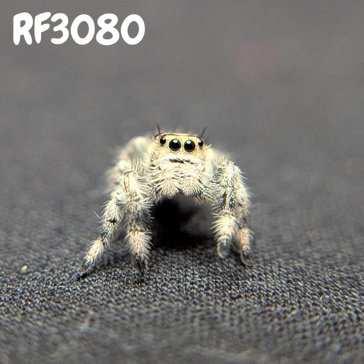 Regal Jumping Spider "Biscuit"
