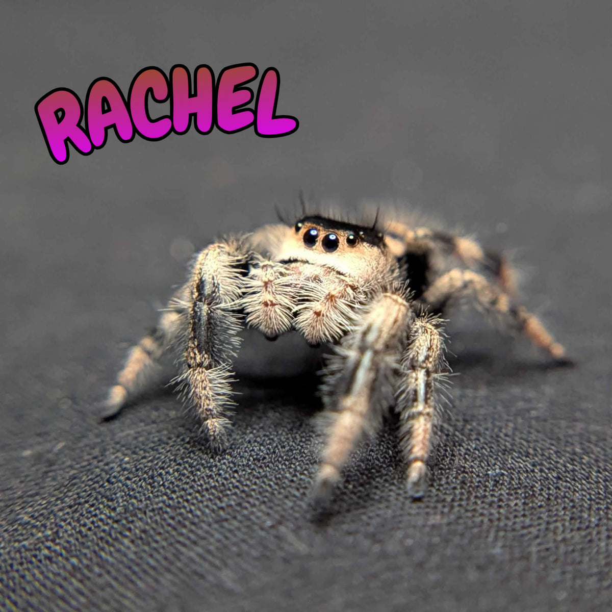 Regal Jumping Spider "Rachel"