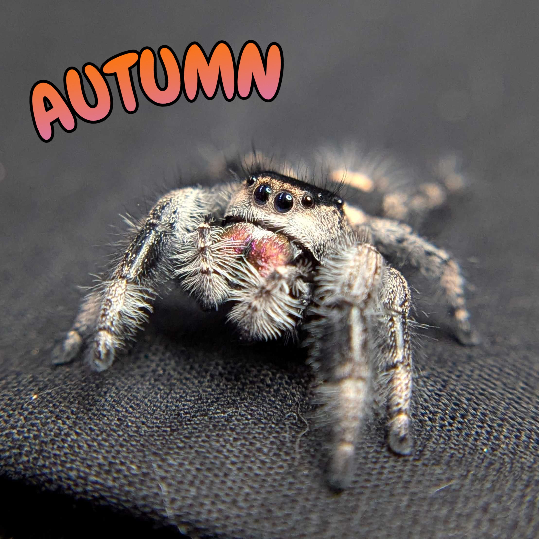 Regal Jumping Spider "Autumn"