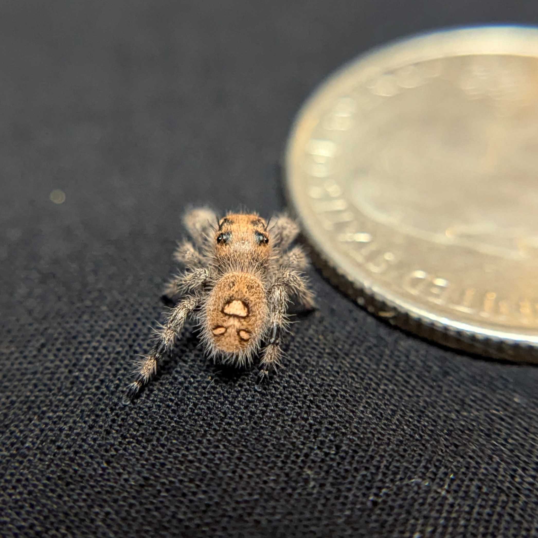 Regal Jumping Spider "Blush"