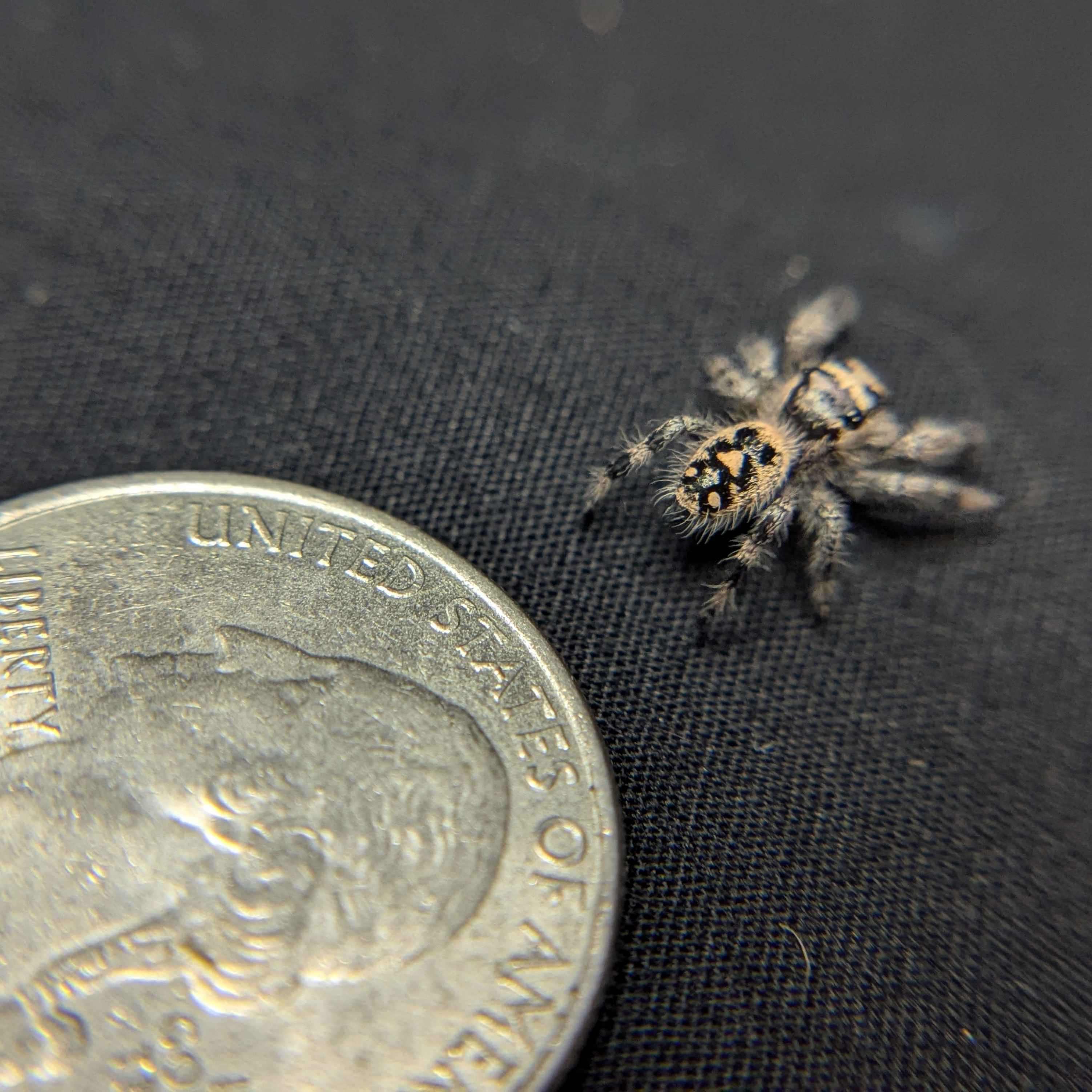 Regal Jumping Spider "Gentle"