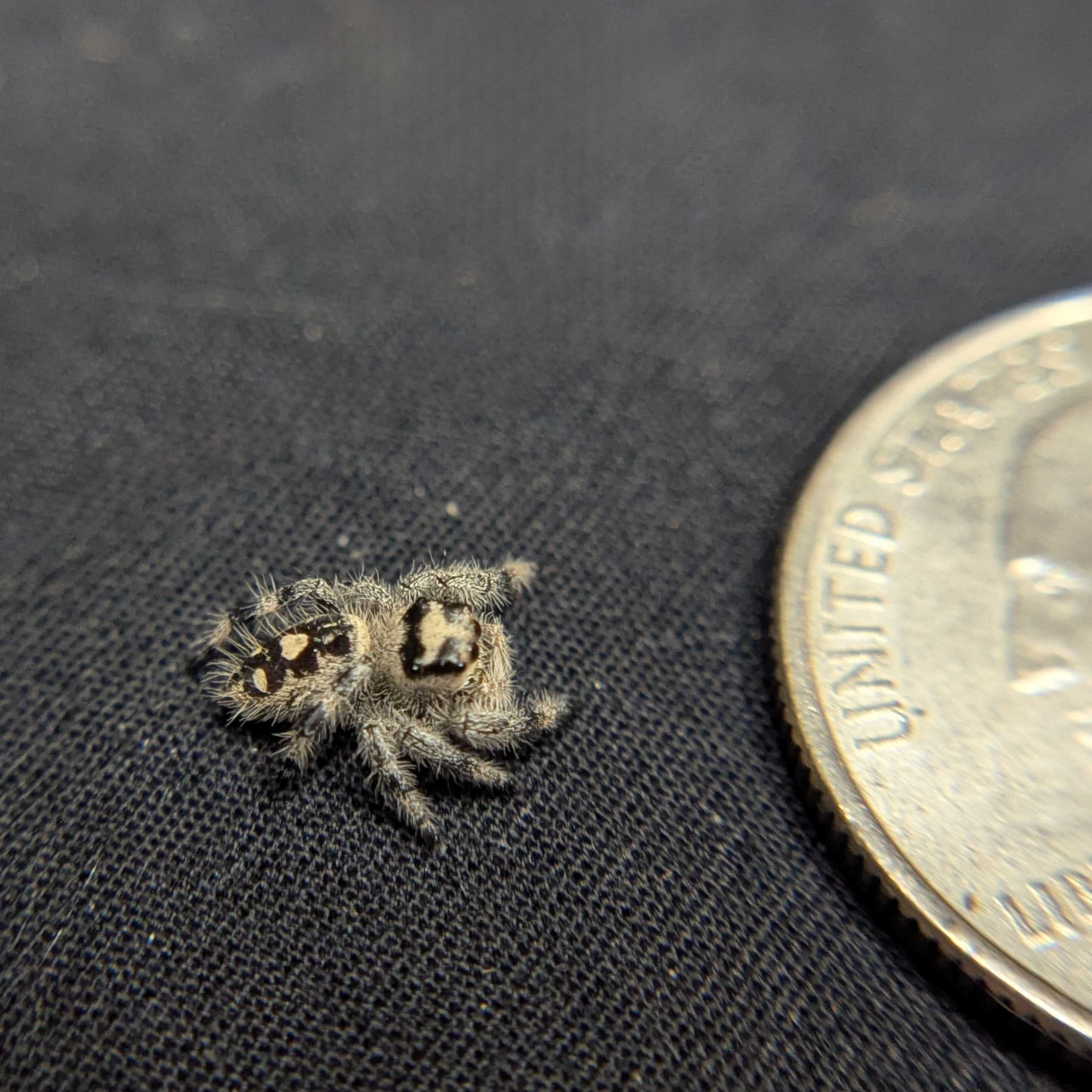 Regal Jumping Spider “Dijon”