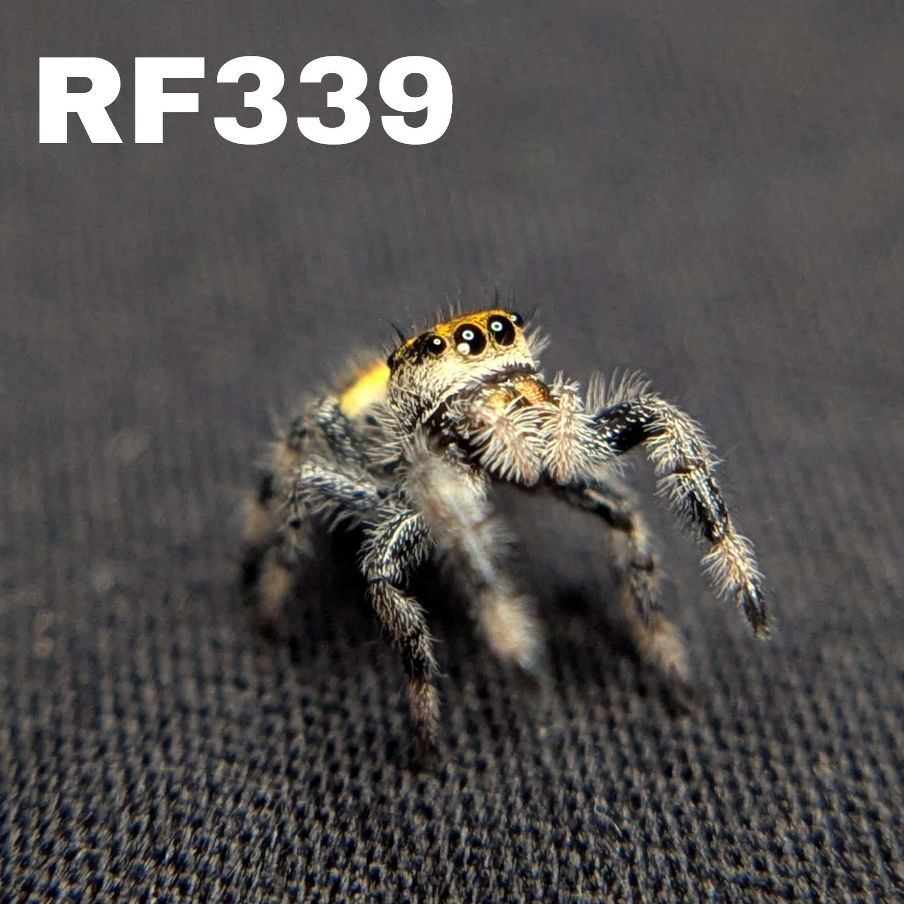 Regal Jumping Spider "Bumble"