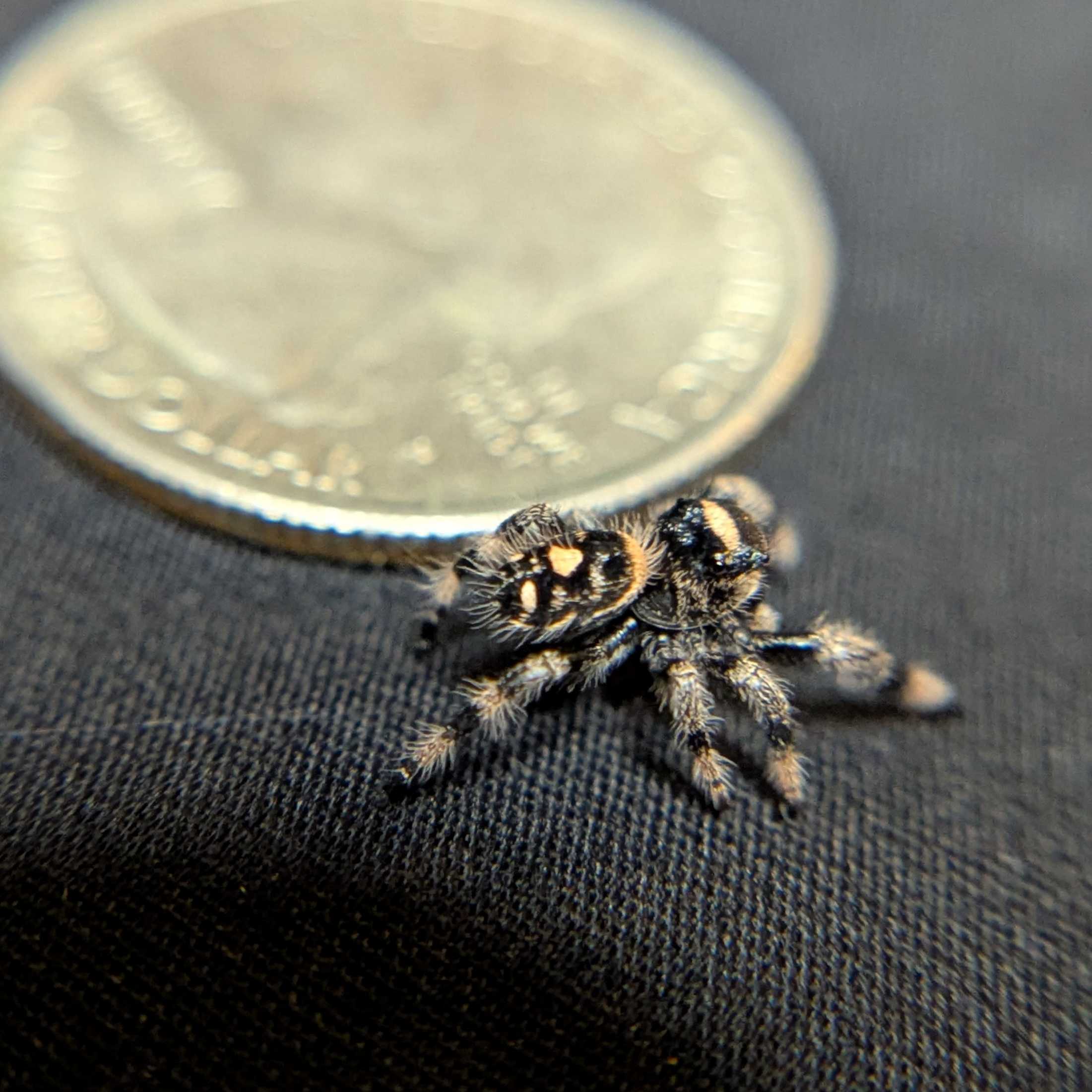 Regal Jumping Spider “Peanut Butter”