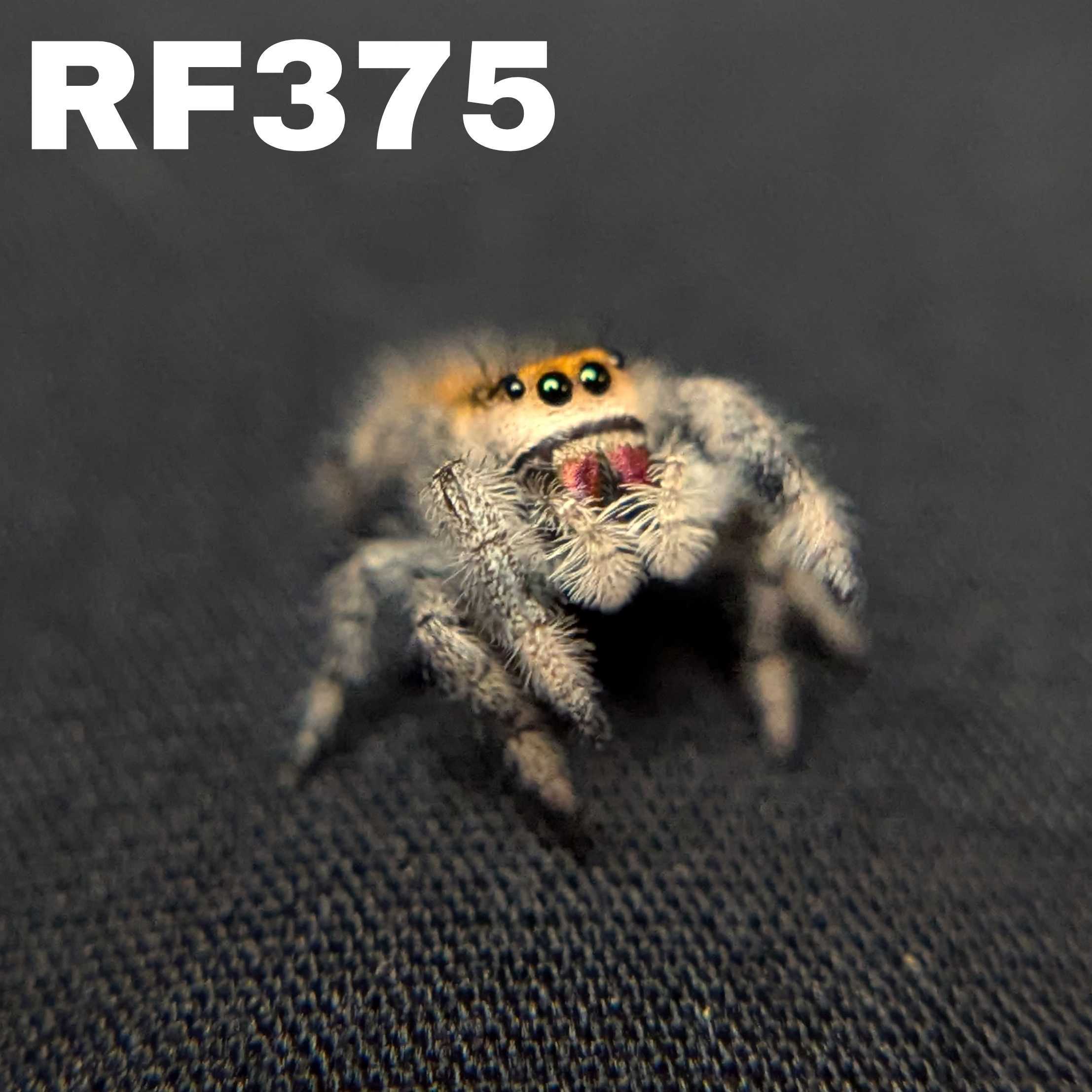 Regal Jumping Spider "Halloween"