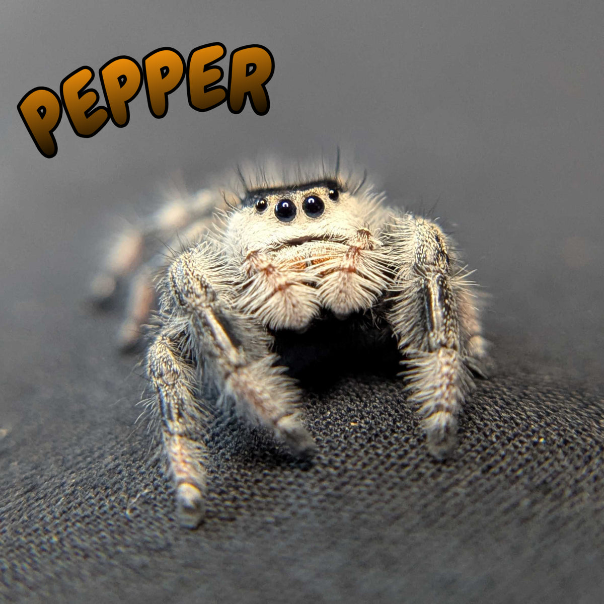 Regal Jumping Spider "Pepper"