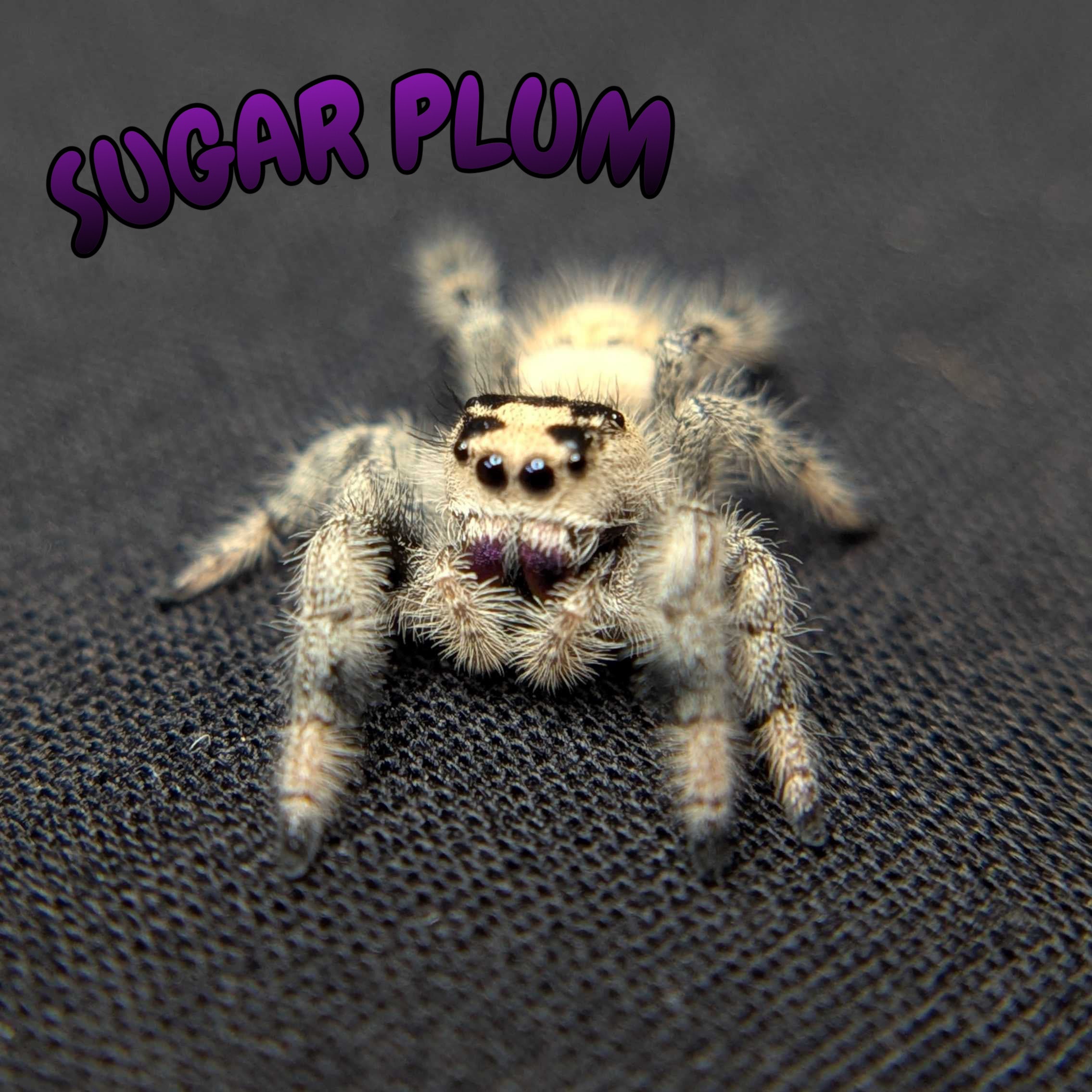 Regal Jumping Spider "Sugarplum"