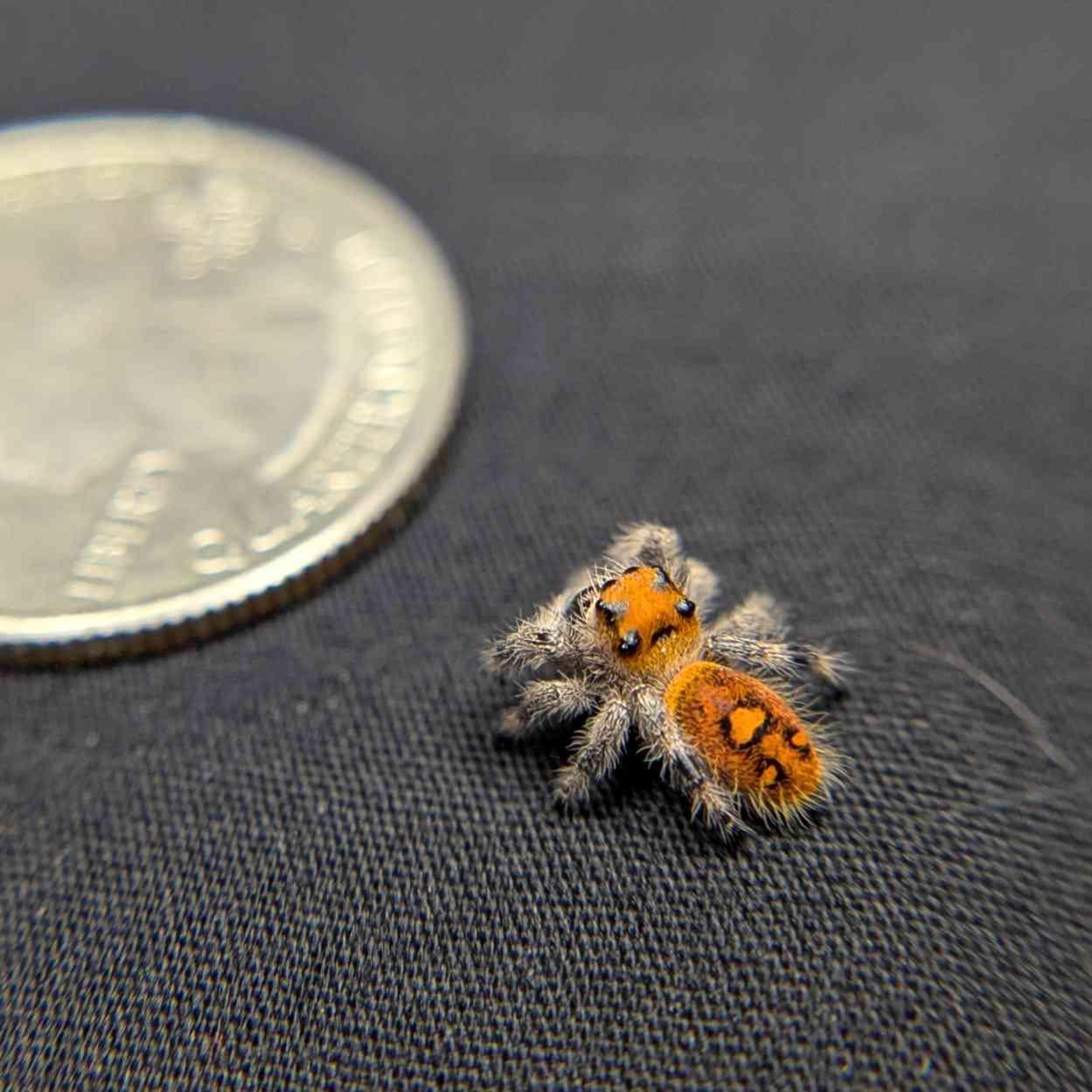 Regal Jumping Spider "Amethyst"