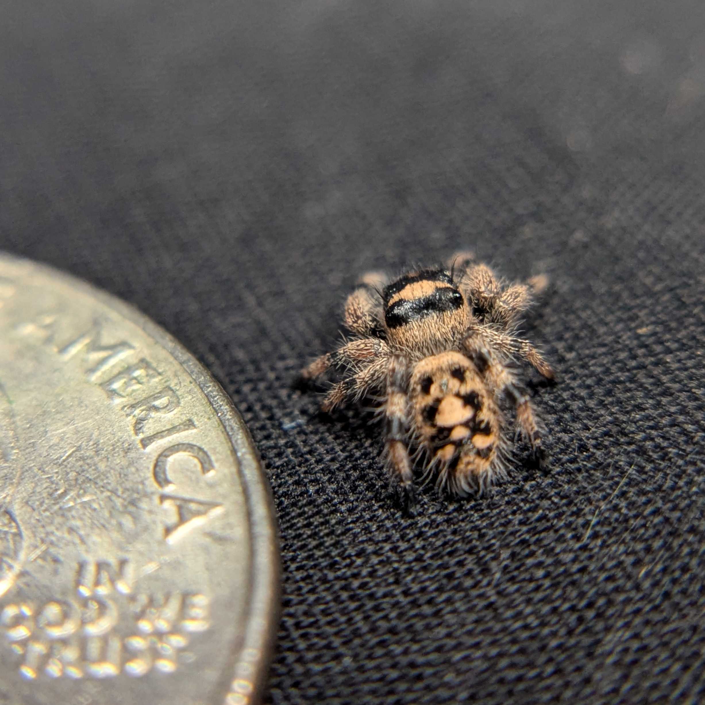 Regal Jumping Spider "Gingersnap"