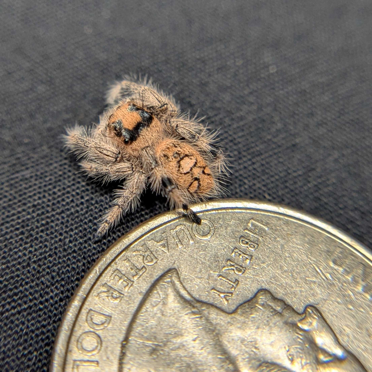 Regal Jumping Spider "Cake"