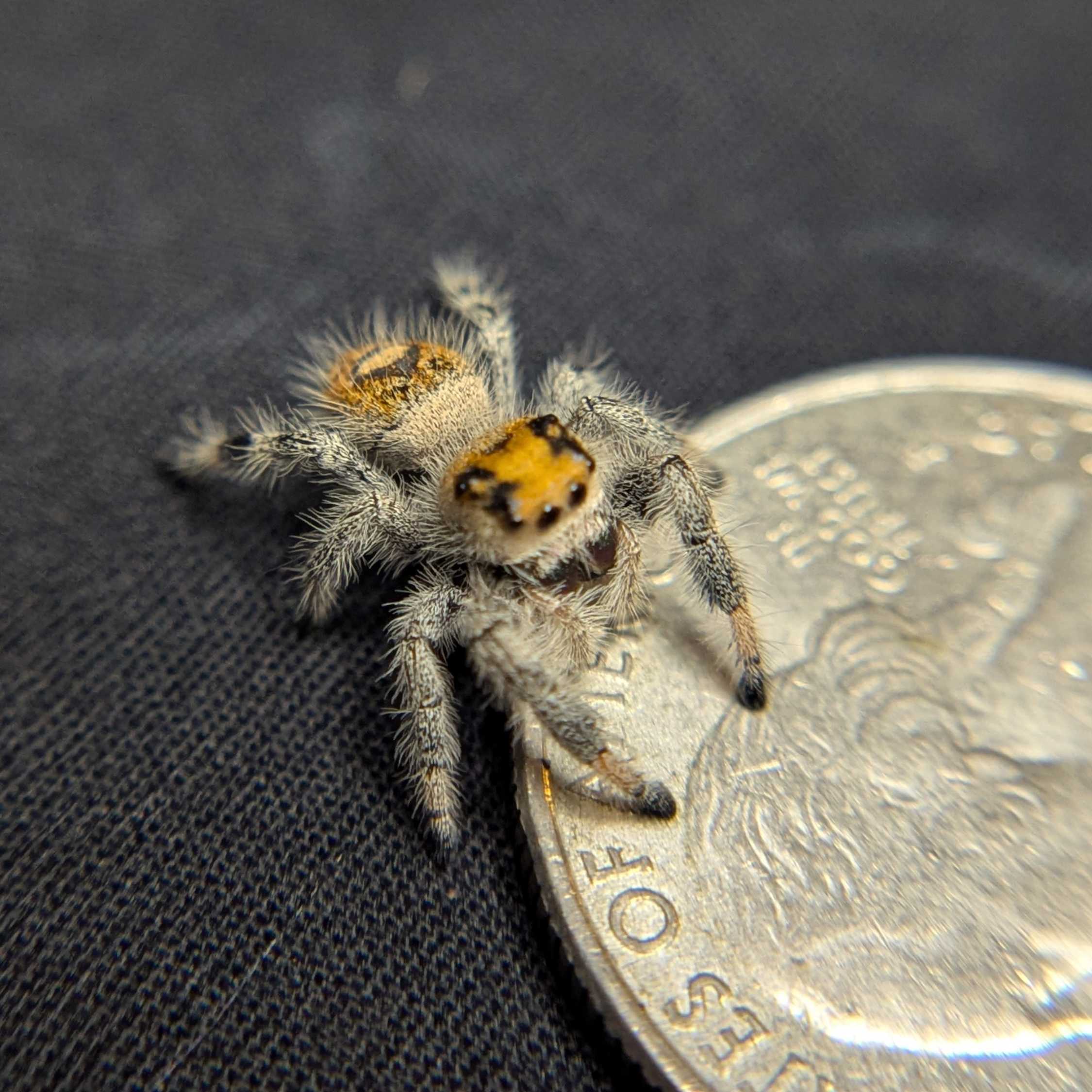 Regal Jumping Spider "Salsa"