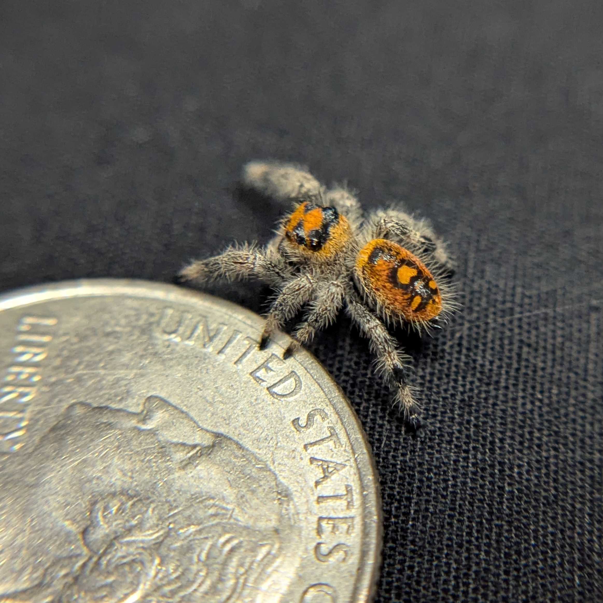 Regal Jumping Spider "Citrine"