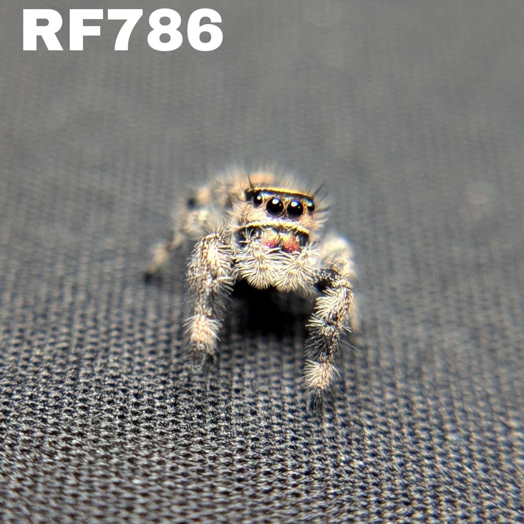Regal Jumping Spider "Pretzel"