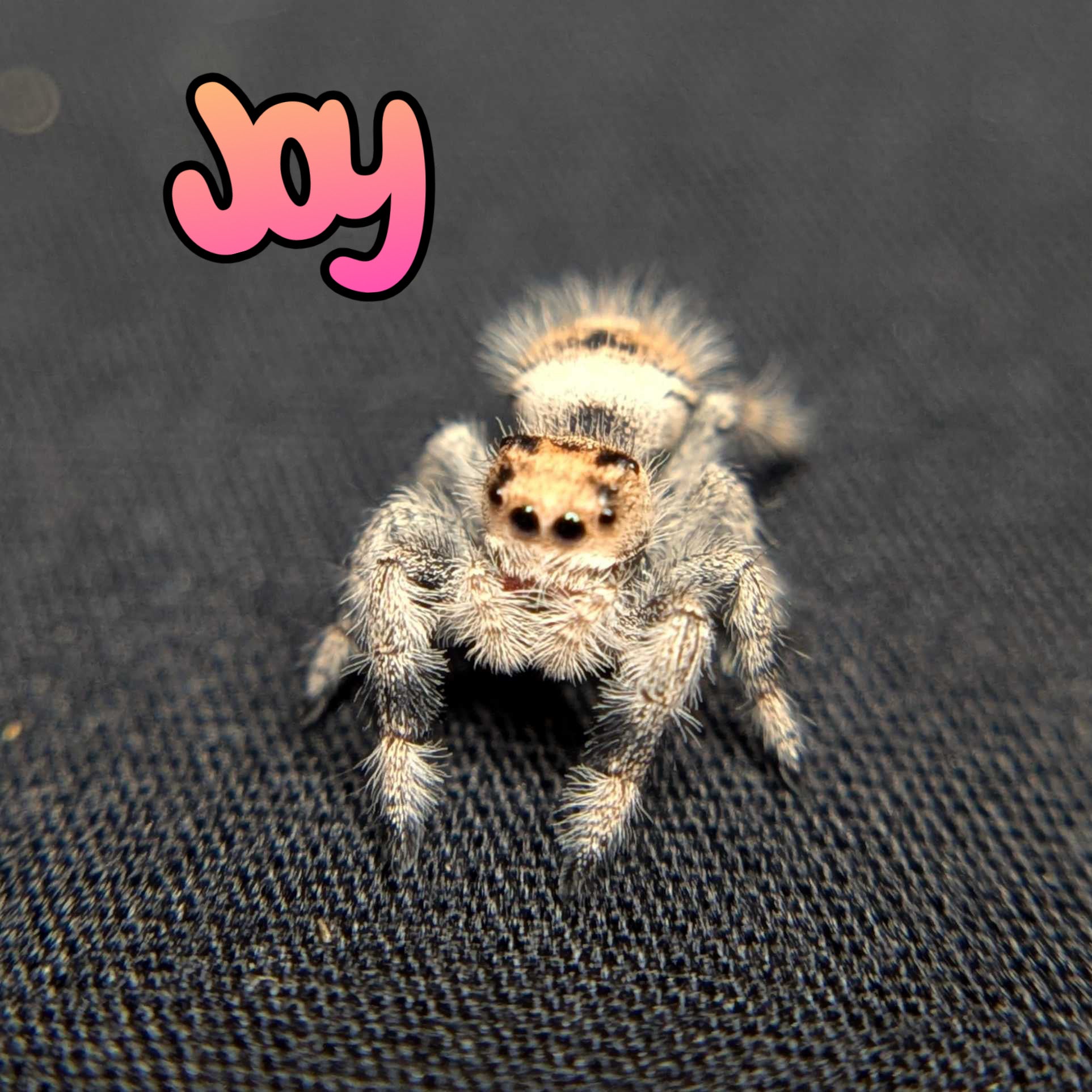 Regal Jumping Spider "Joy"