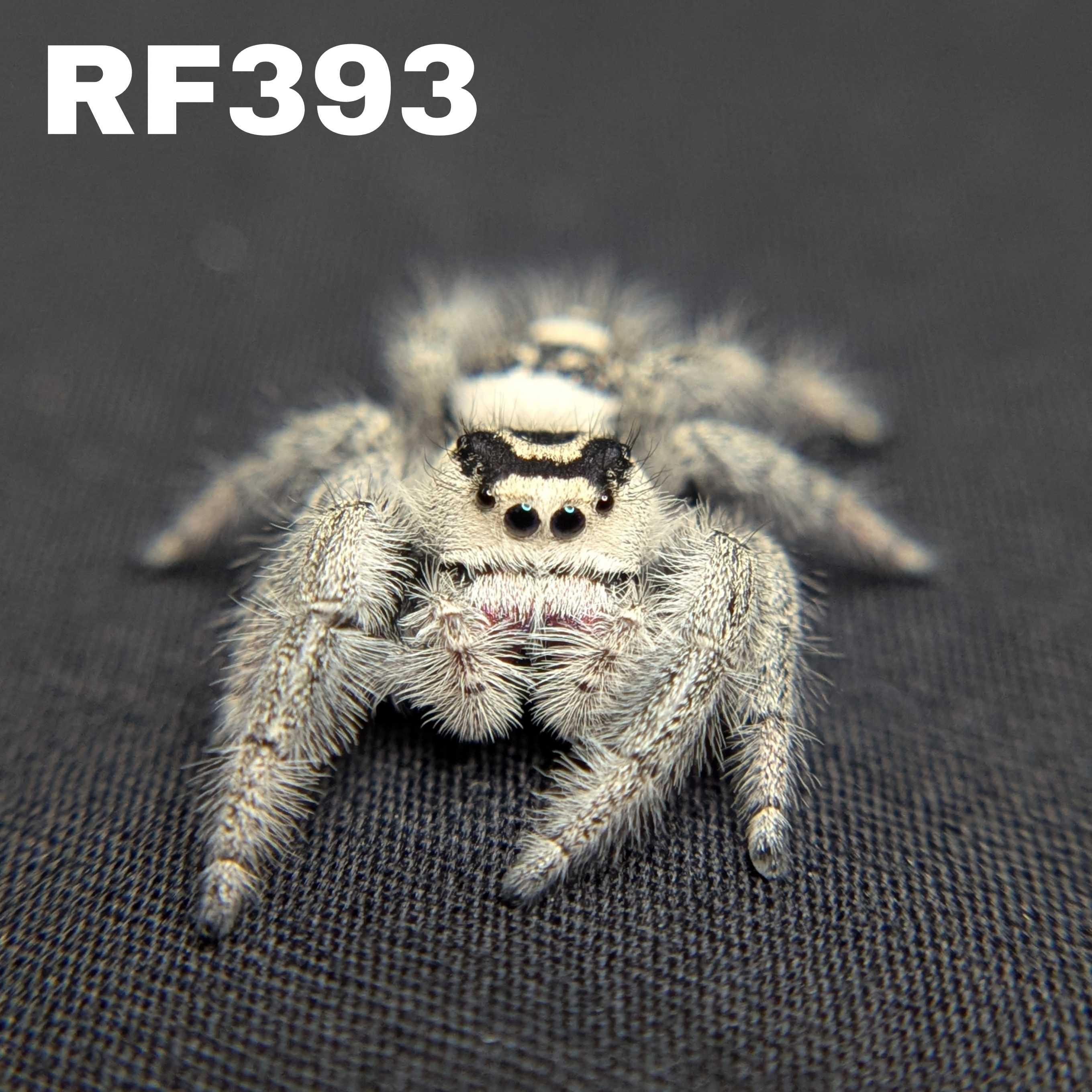 Regal Jumping Spider "Violet"