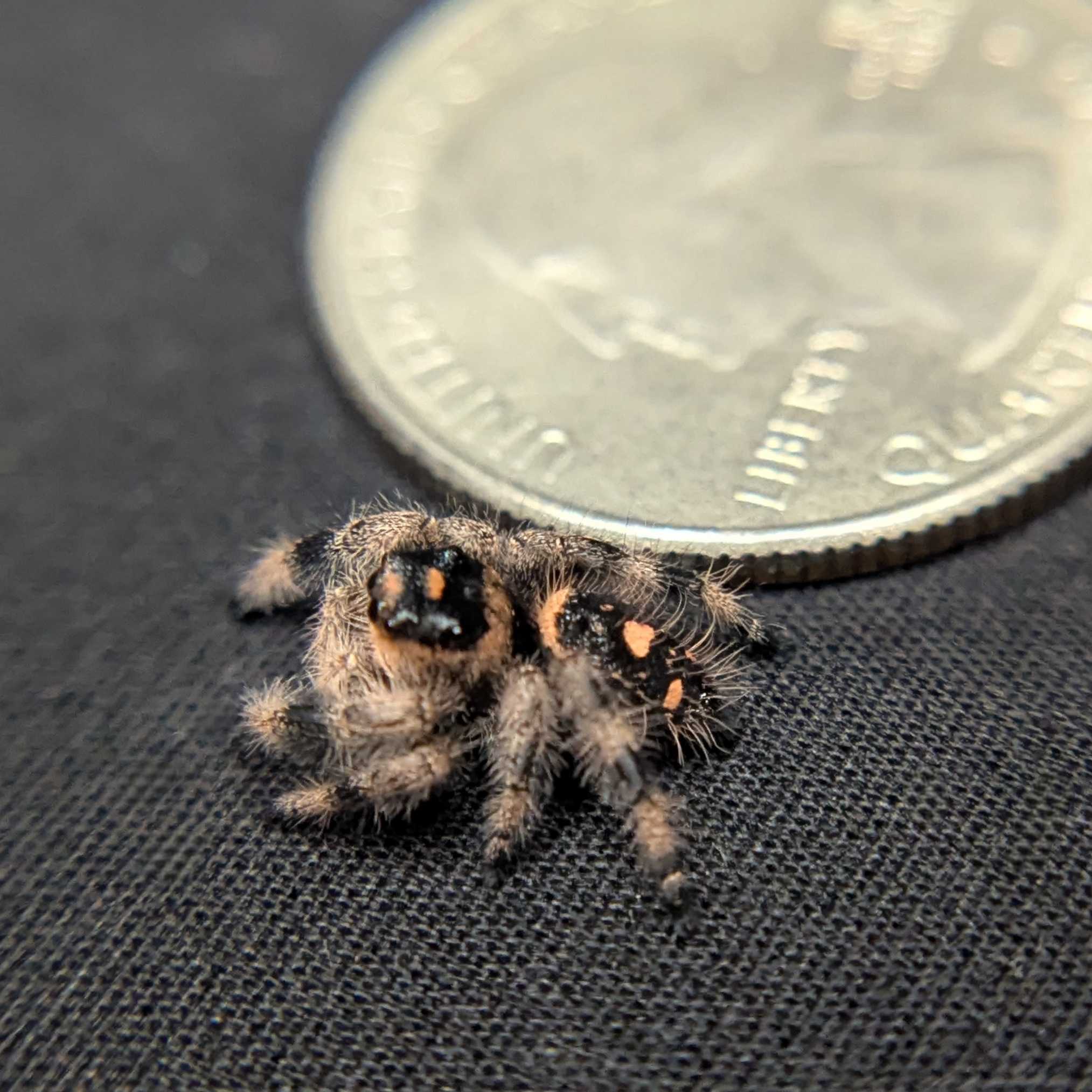 Regal Jumping Spider "Dancer"