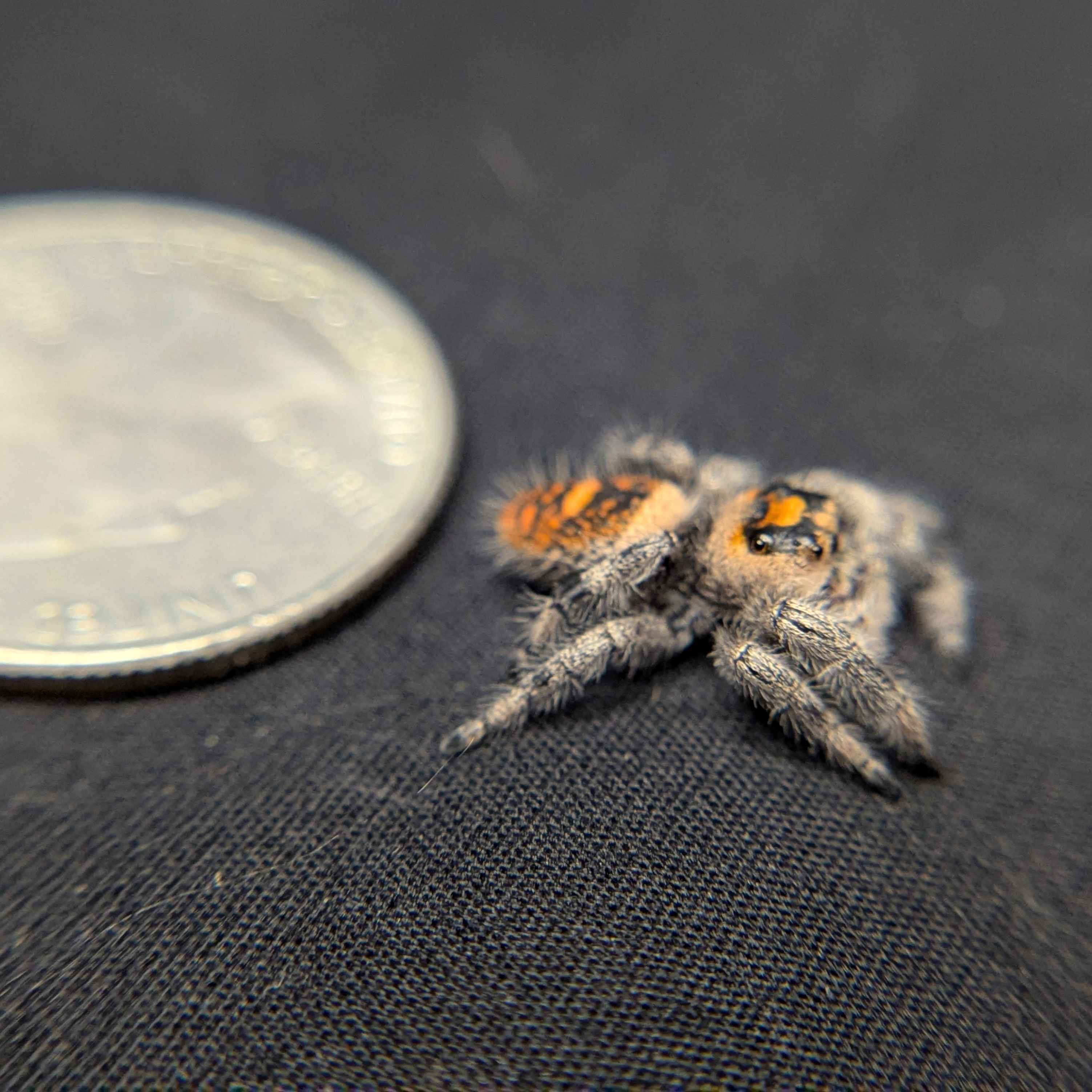 Regal Jumping Spider “Blue Dream”
