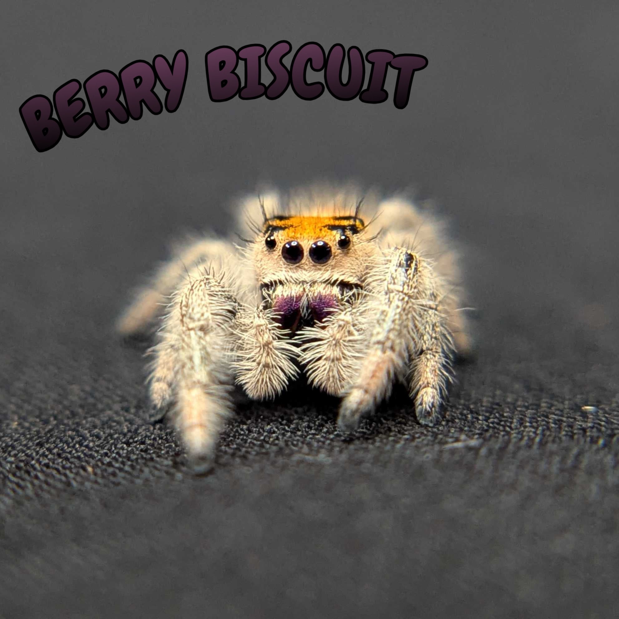 Regal Jumping Spider “Berry Biscuit”