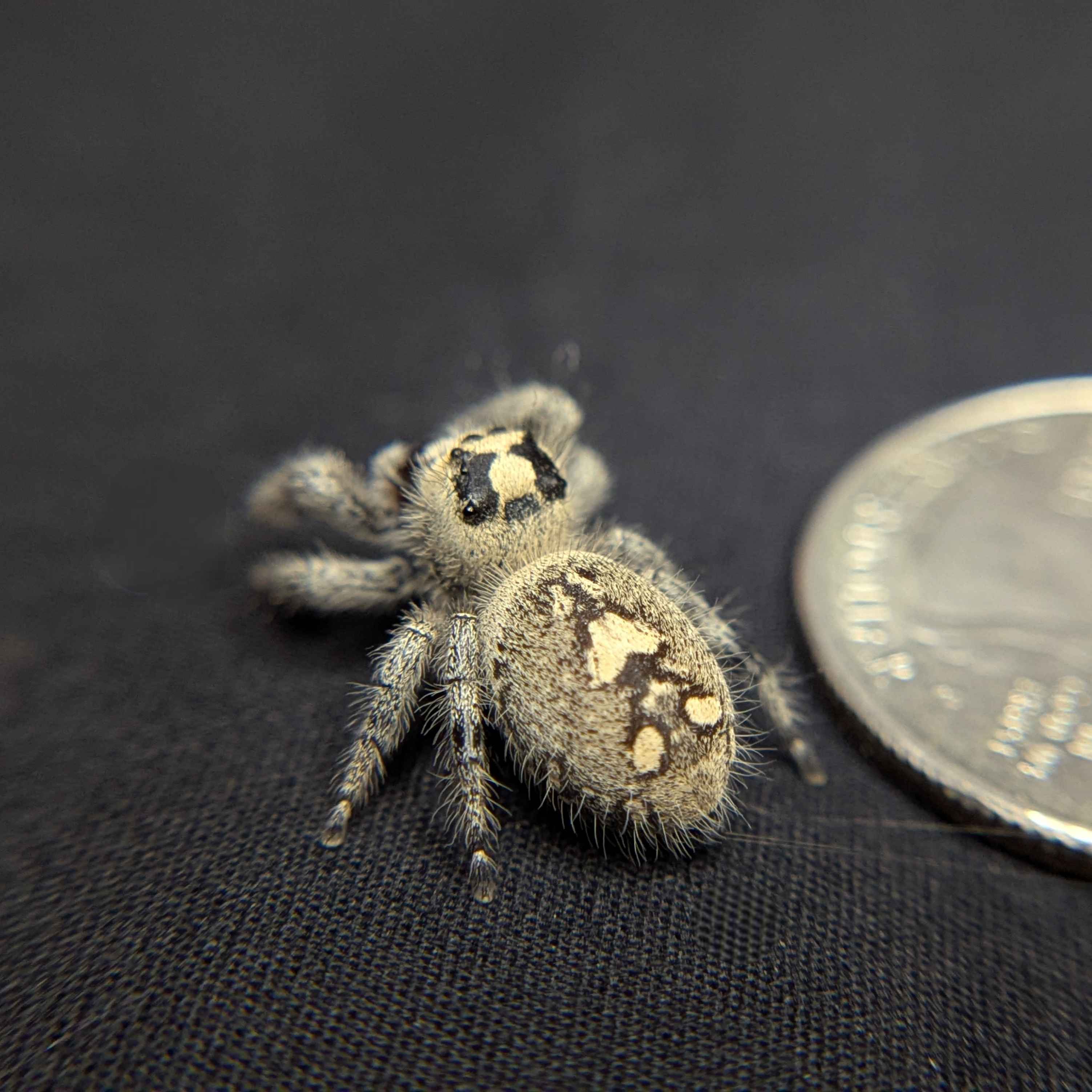 Regal Jumping Spider "Moody"