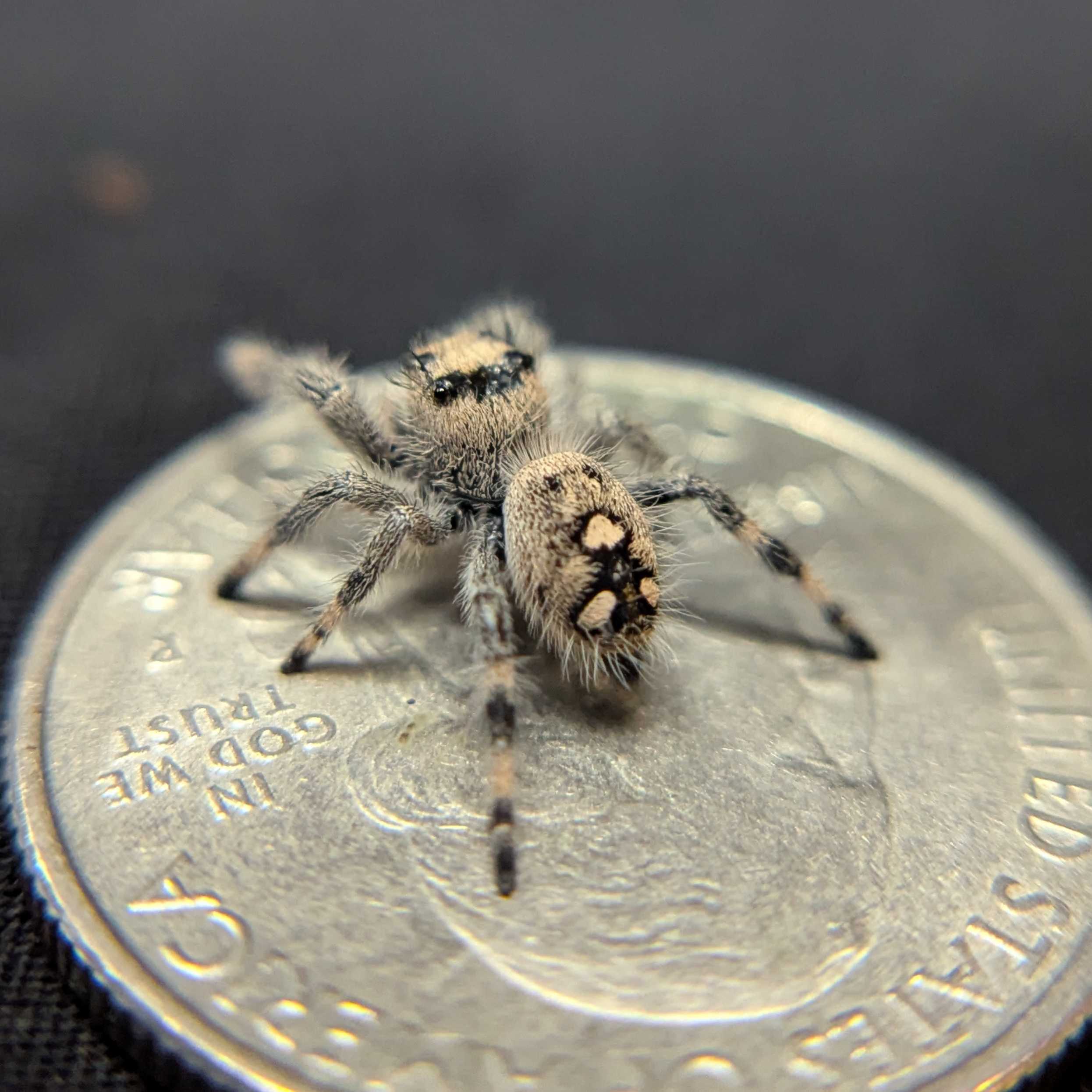 Regal Jumping Spider “Charm”