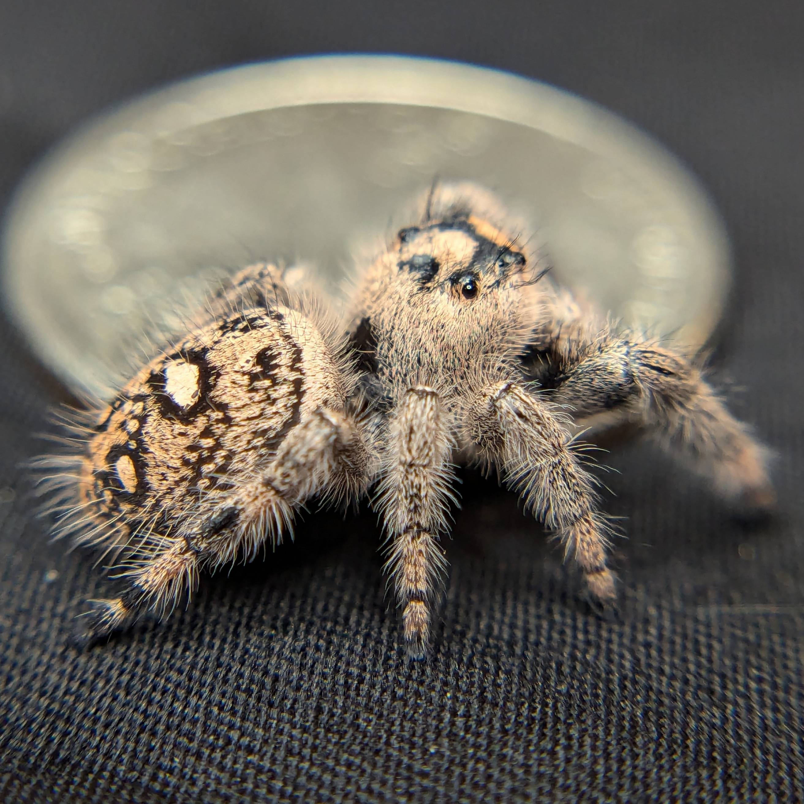 Regal Jumping Spider “Mimosa”