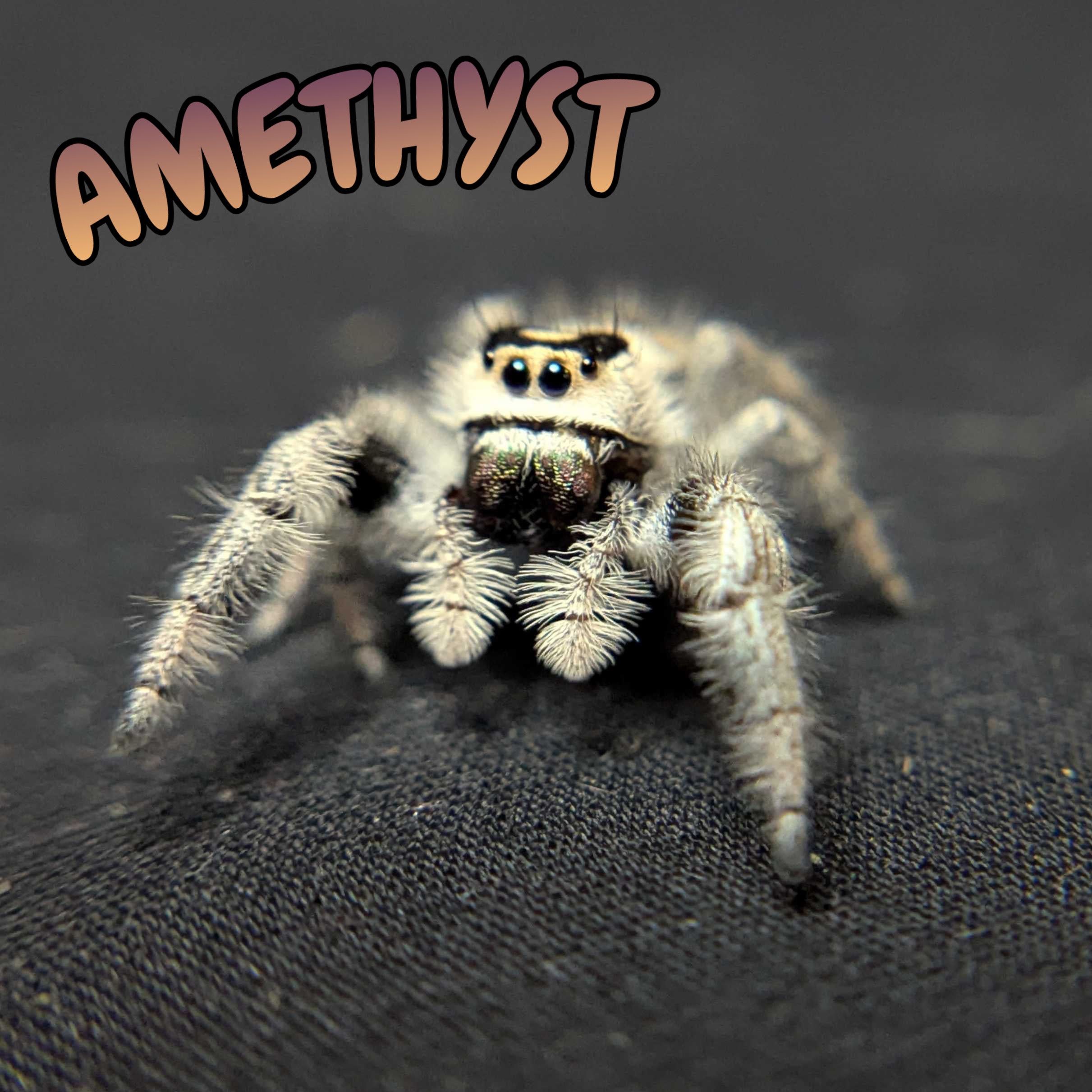 Regal Jumping Spider "Amethyst"