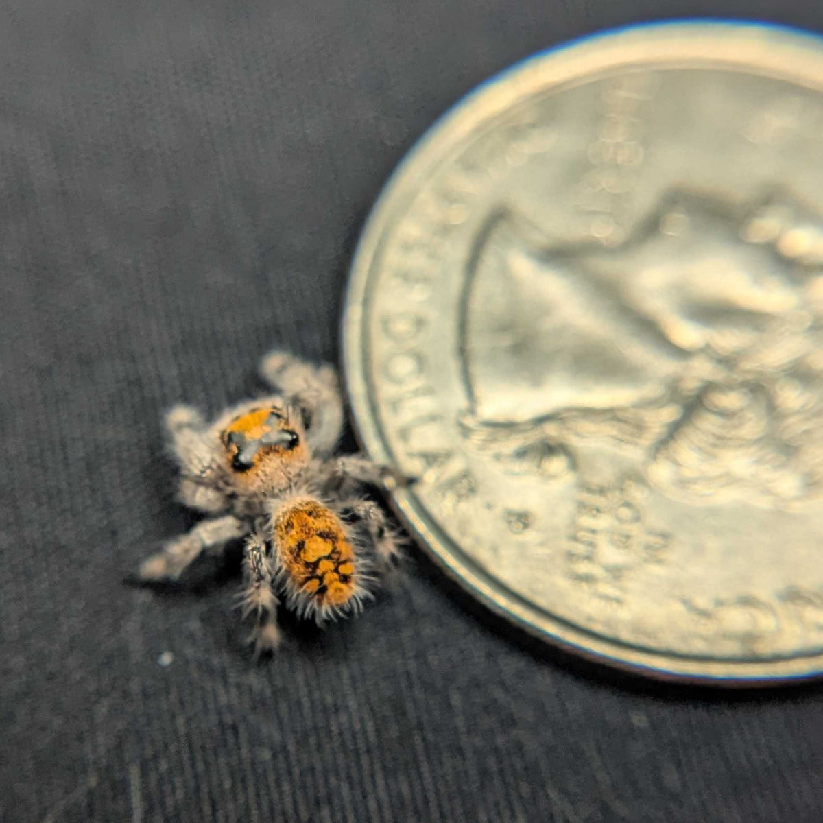 Regal Jumping Spider “Marigold”