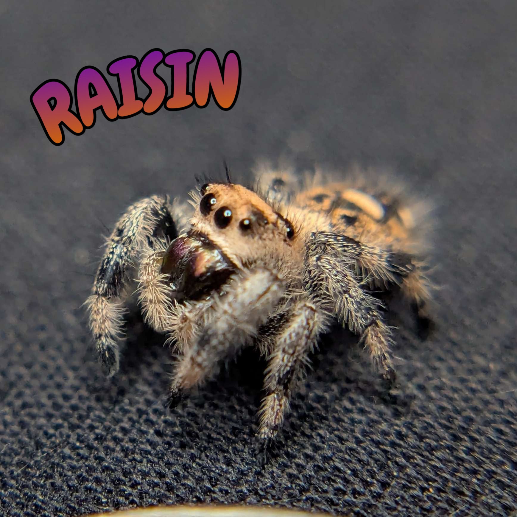 Regal Jumping Spider "Raisin"