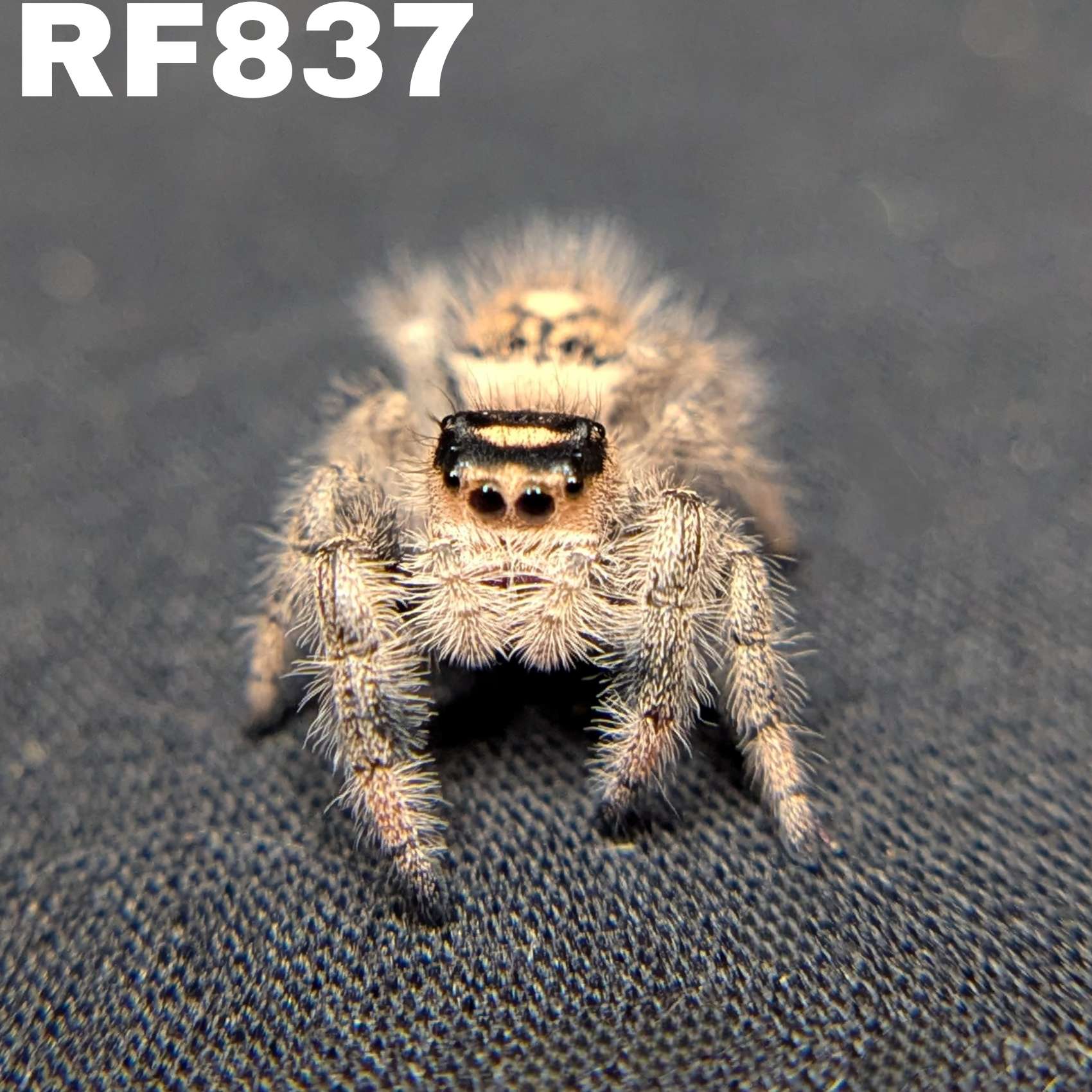 Regal Jumping Spider "Sparkle"