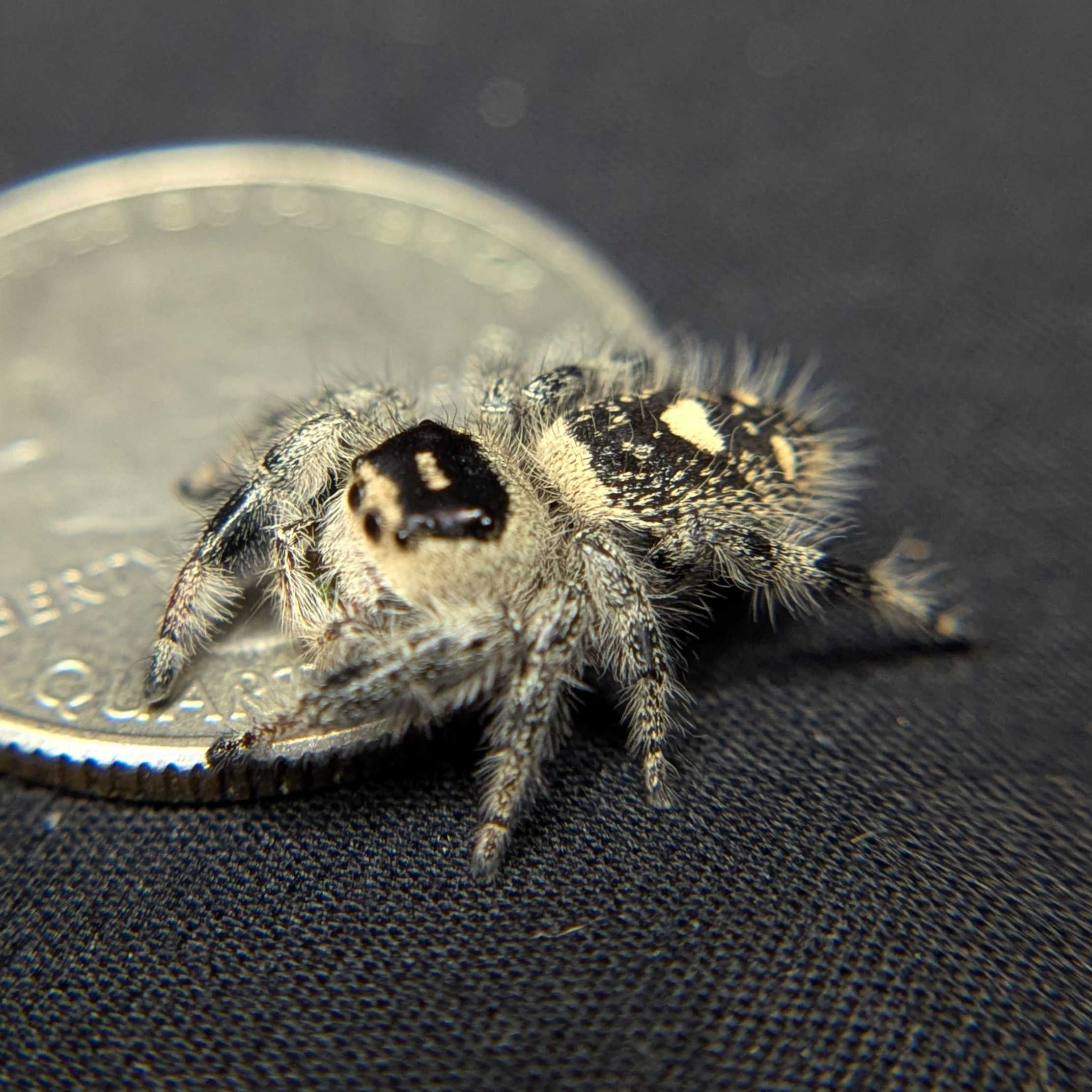 Regal Jumping Spider "Maroon"
