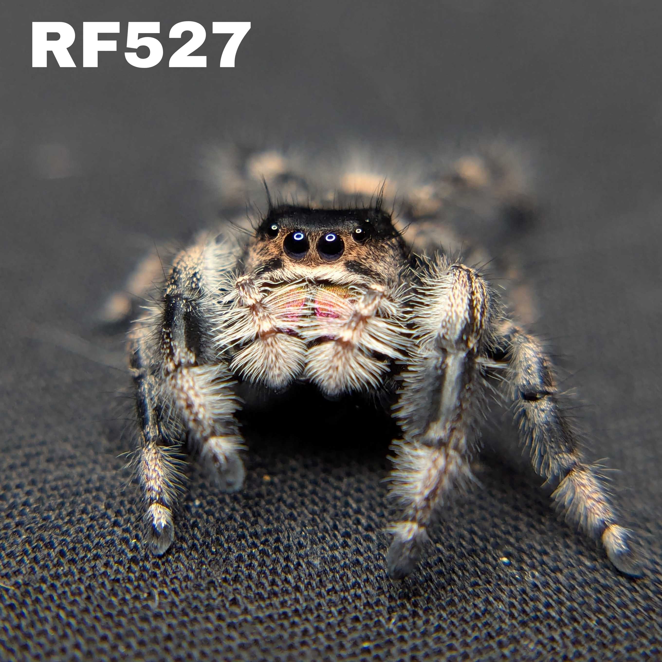Regal Jumping Spider "Caramel"
