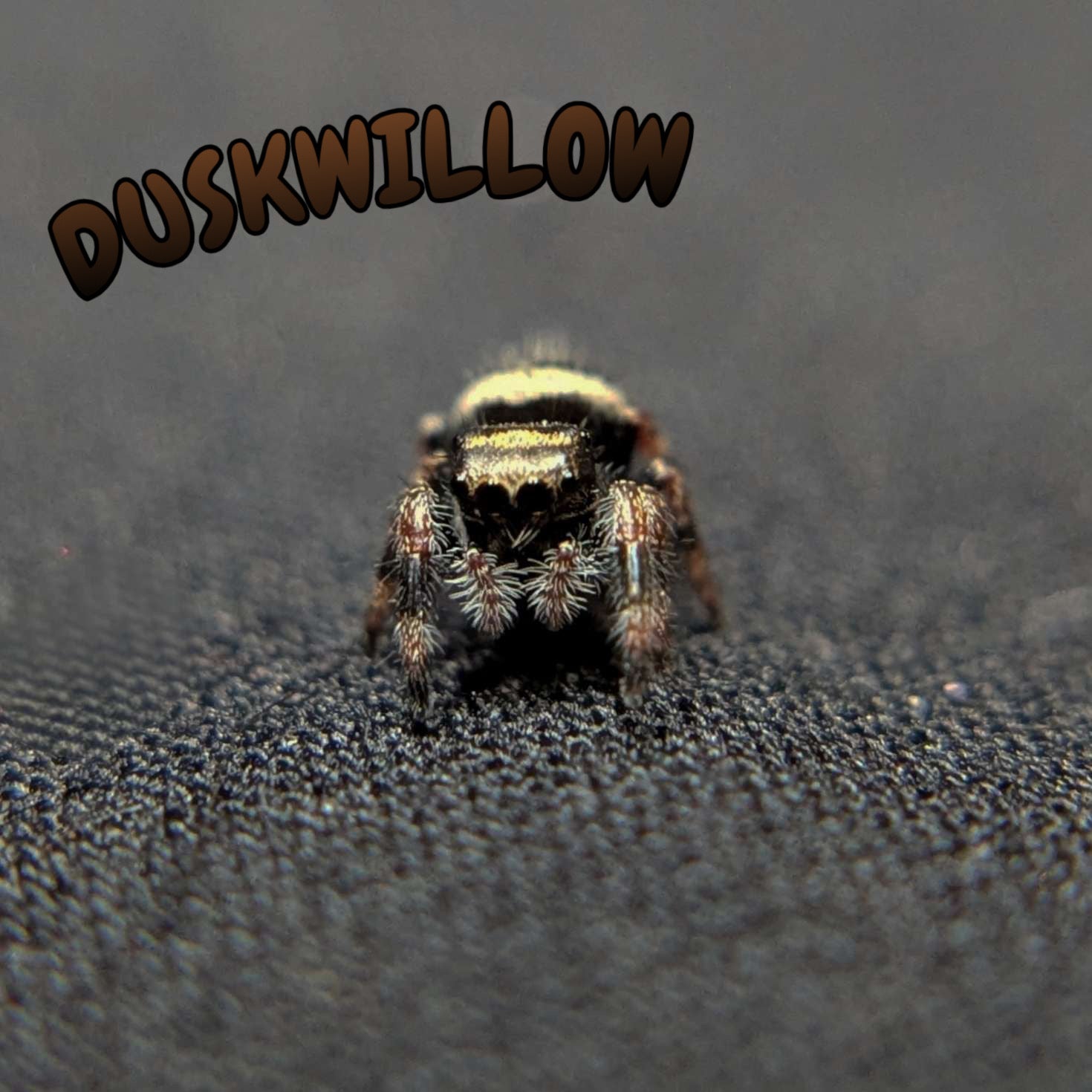Regal Jumping Spider “Duskwillow”