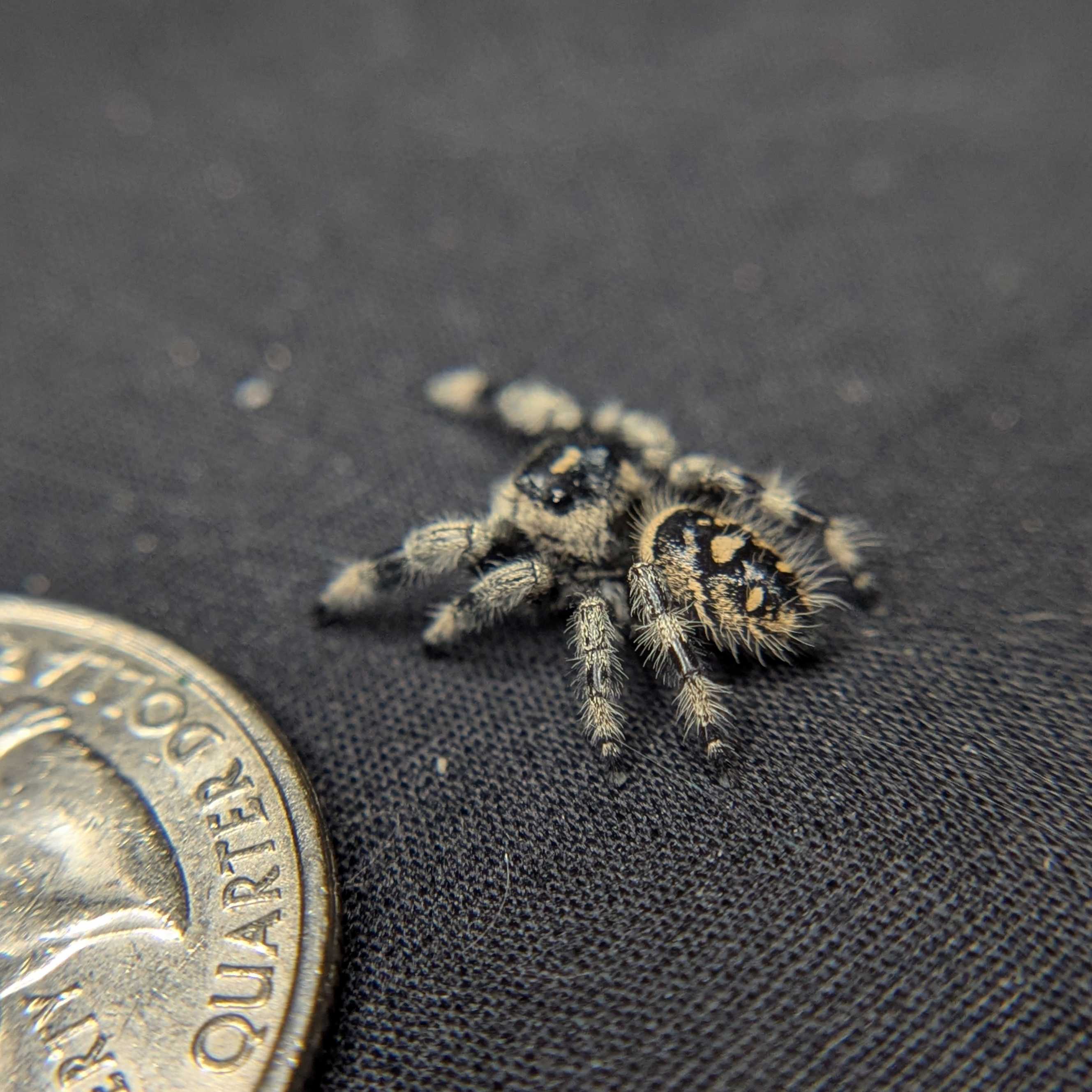 Regal Jumping Spider "Ashen"