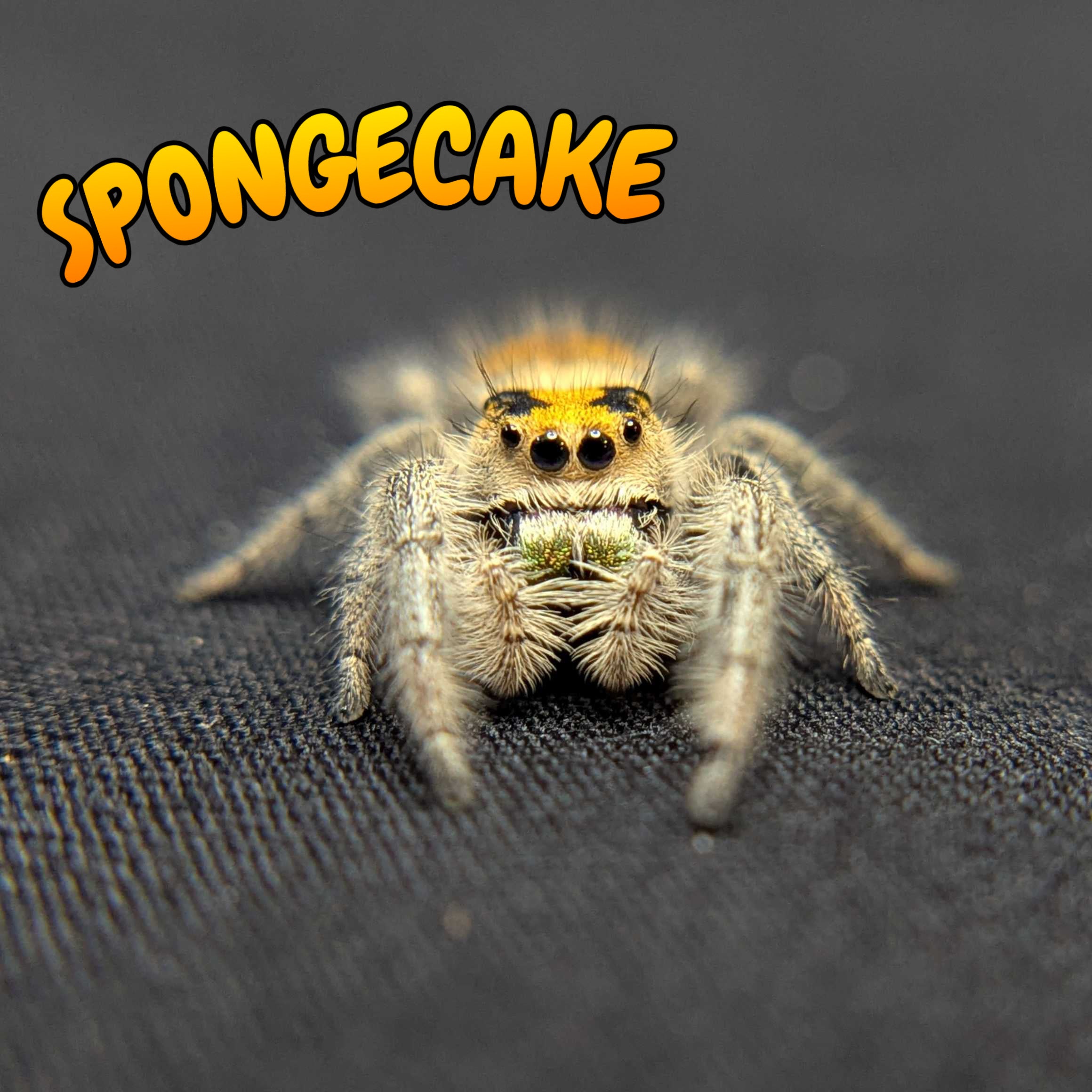 Regal Jumping Spider “Spongecake”