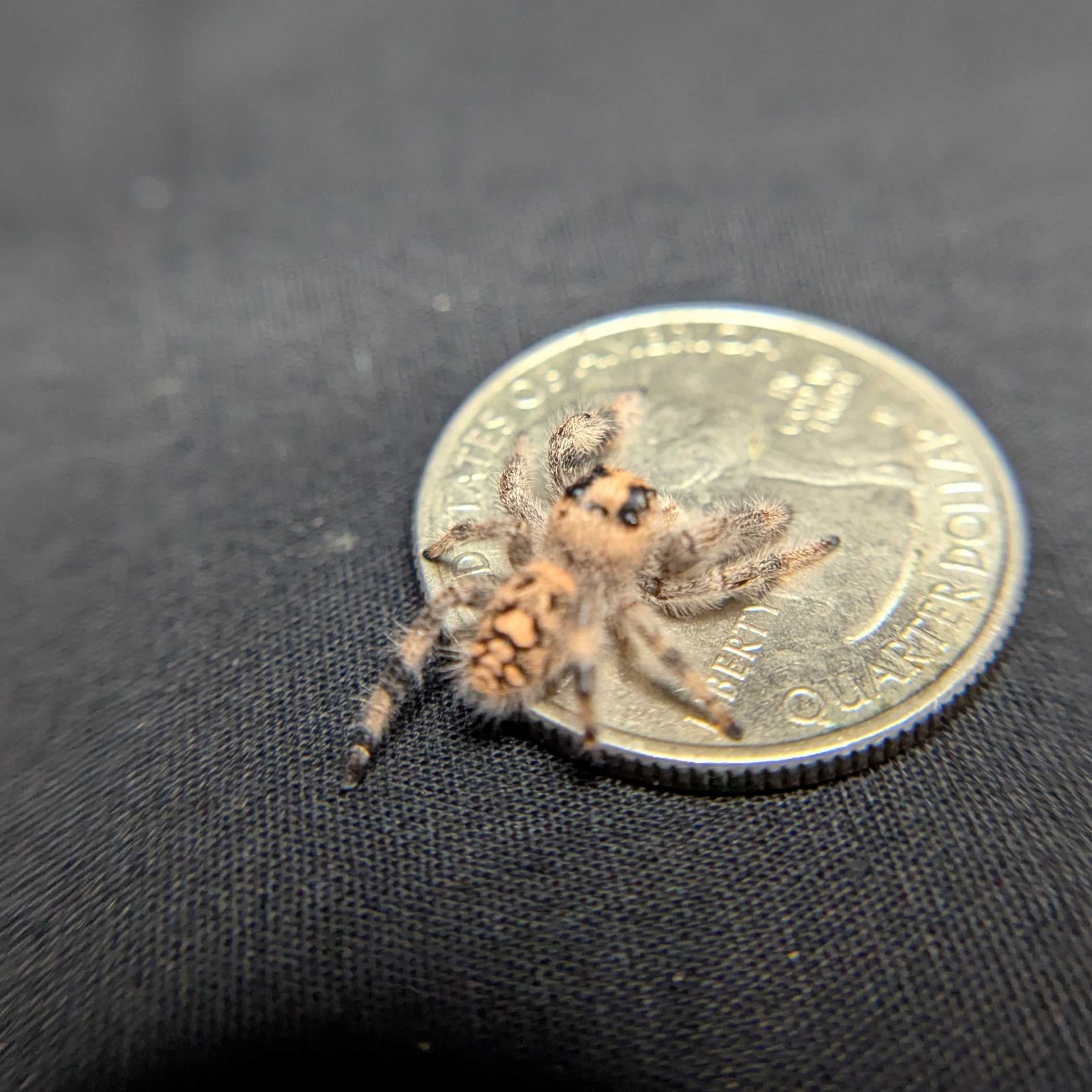 Regal Jumping Spider "Goldie"