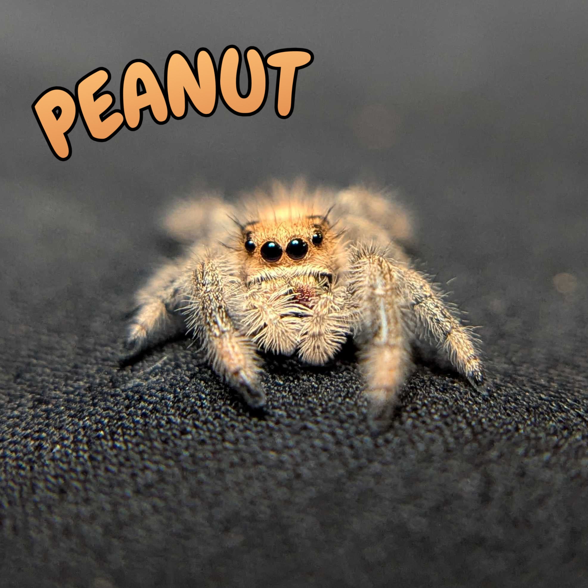 Regal Jumping Spider "Peanut"