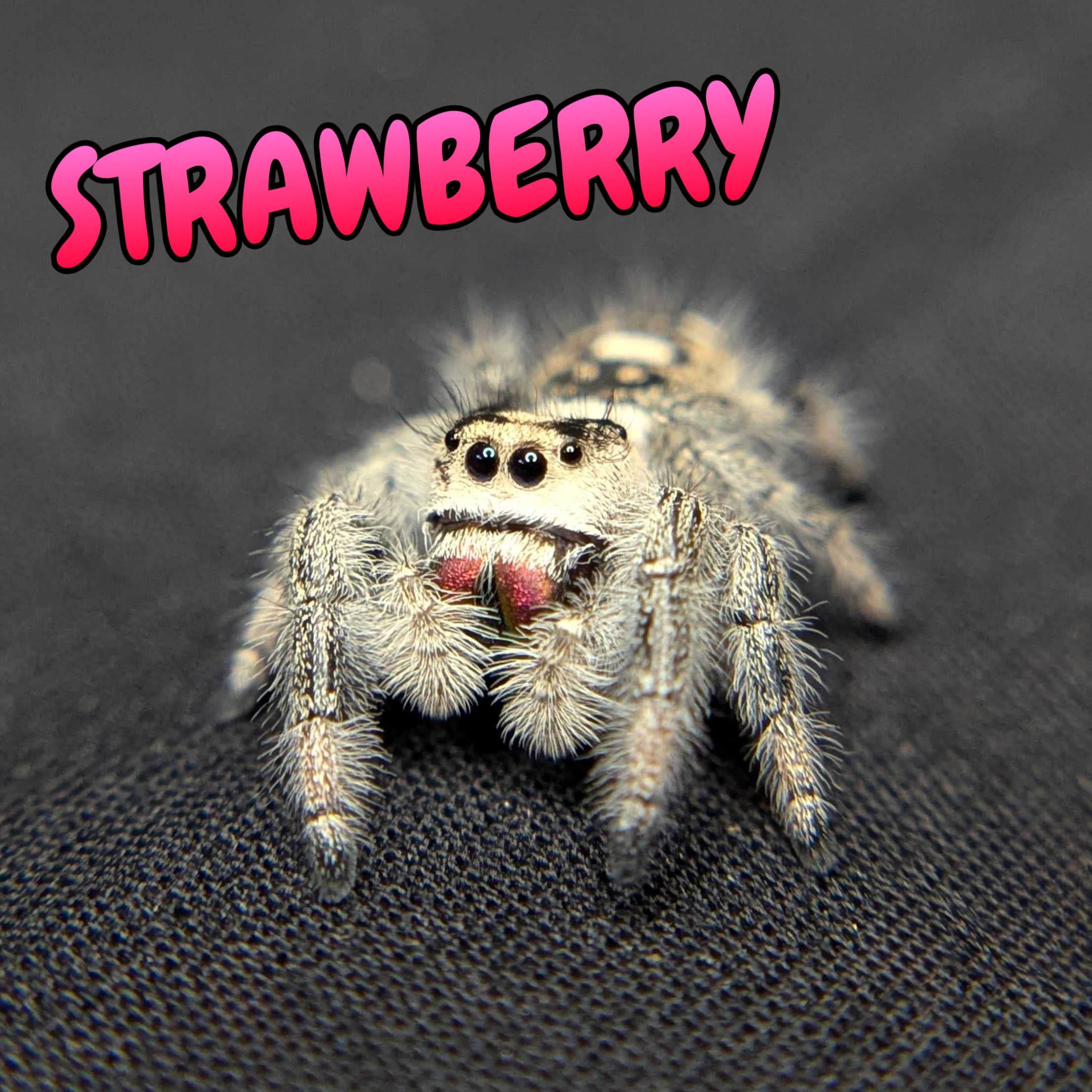 Regal Jumping Spider "Strawberry"