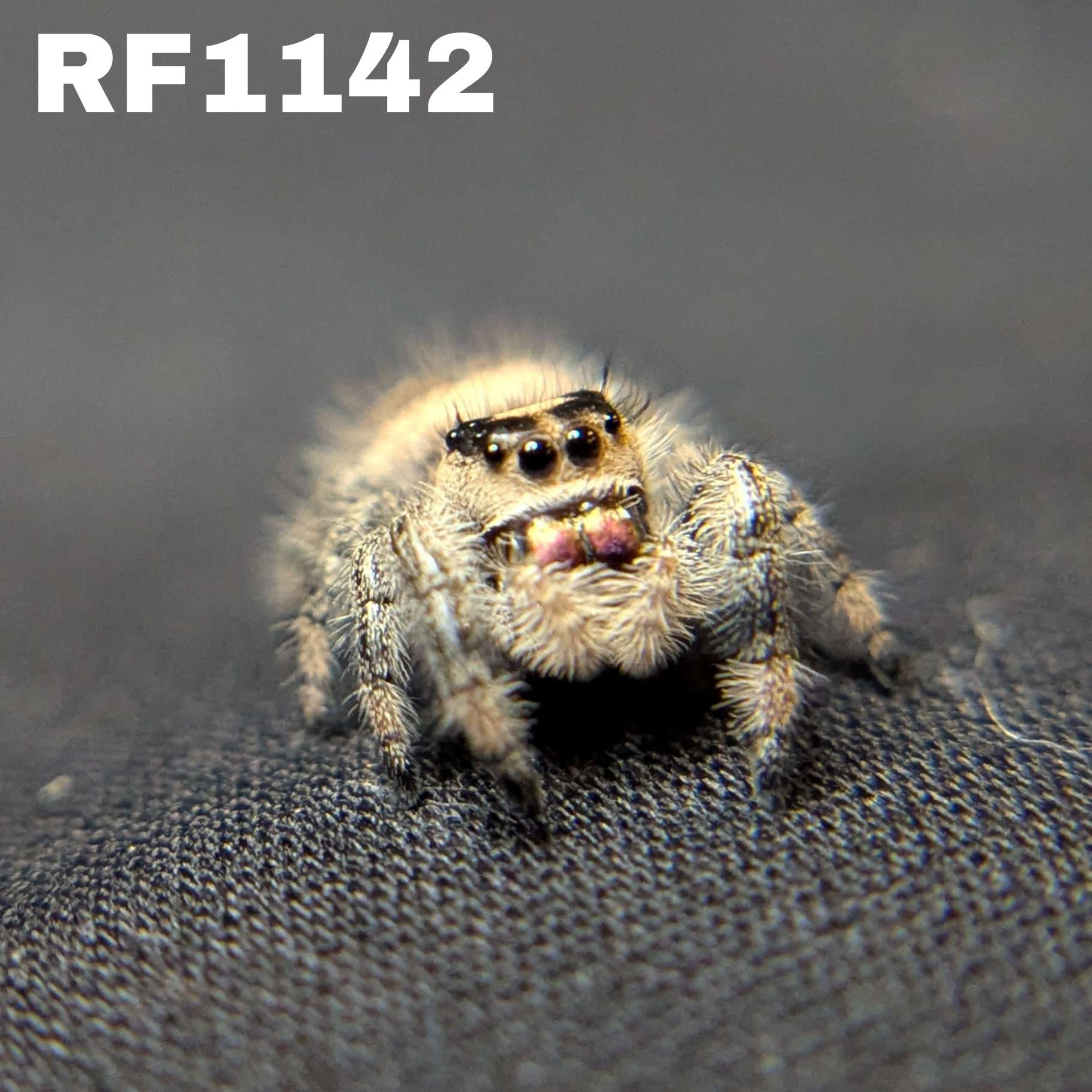 Regal Jumping Spider "Biscuit"