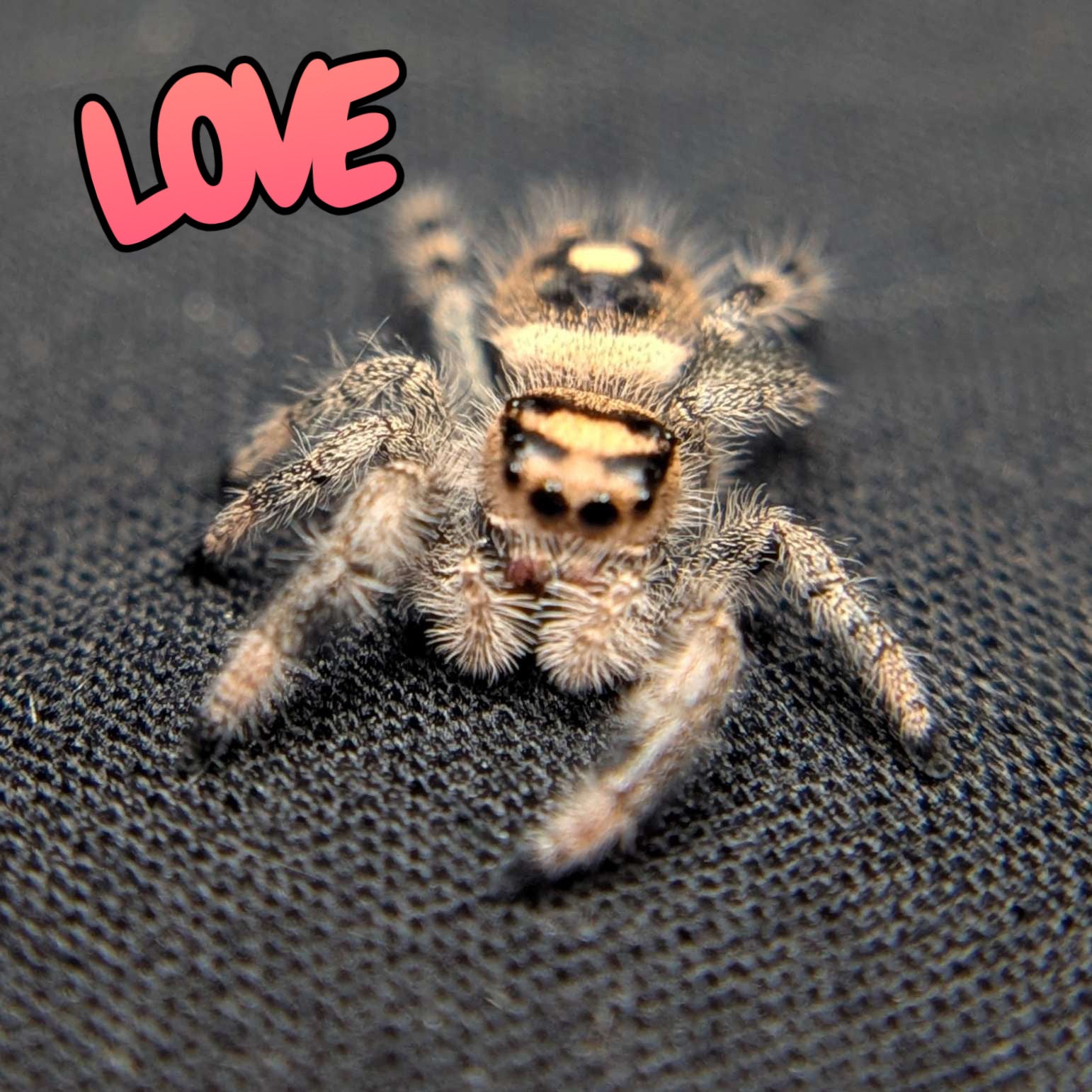 Regal Jumping Spider "Love"