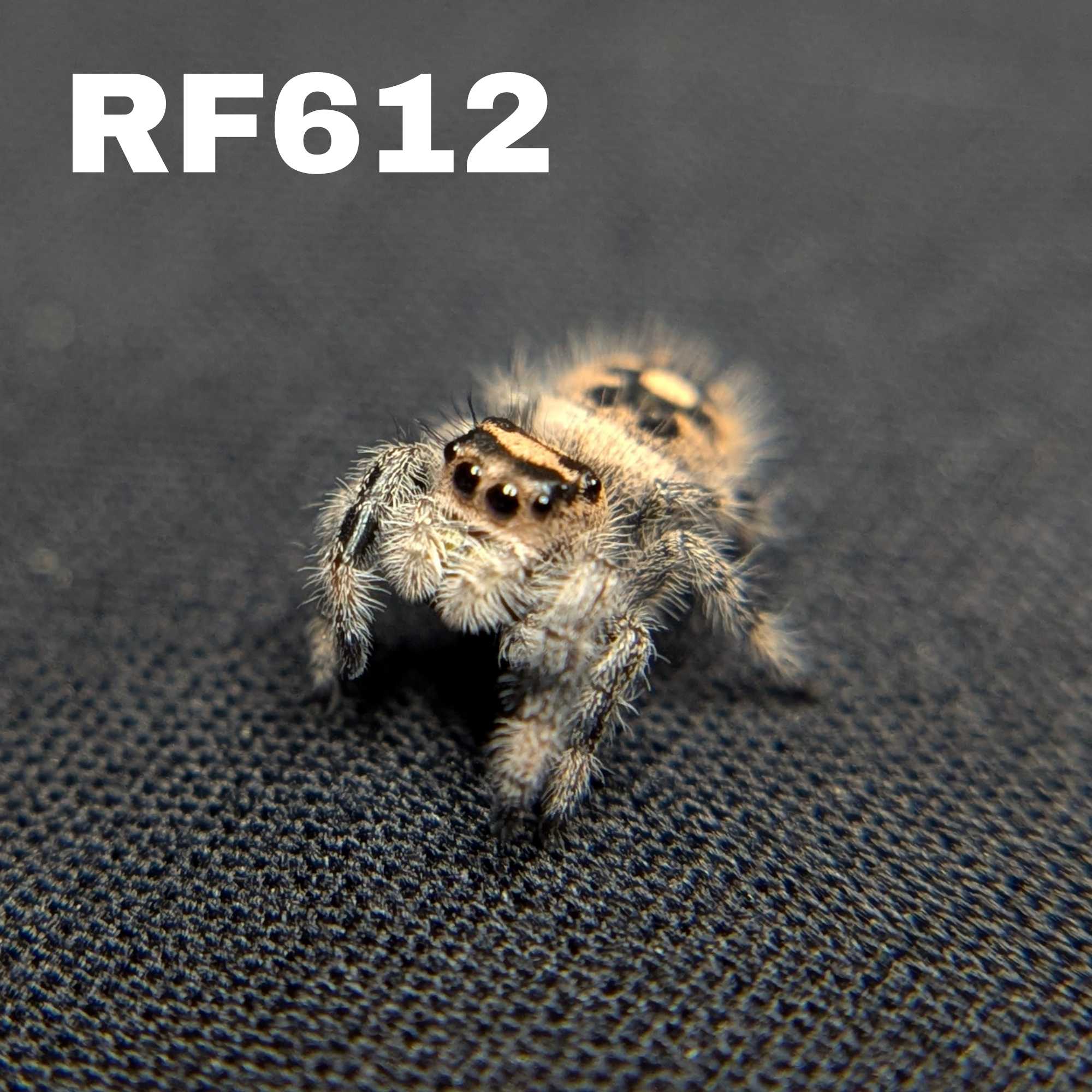 Regal Jumping Spider "Butternut"