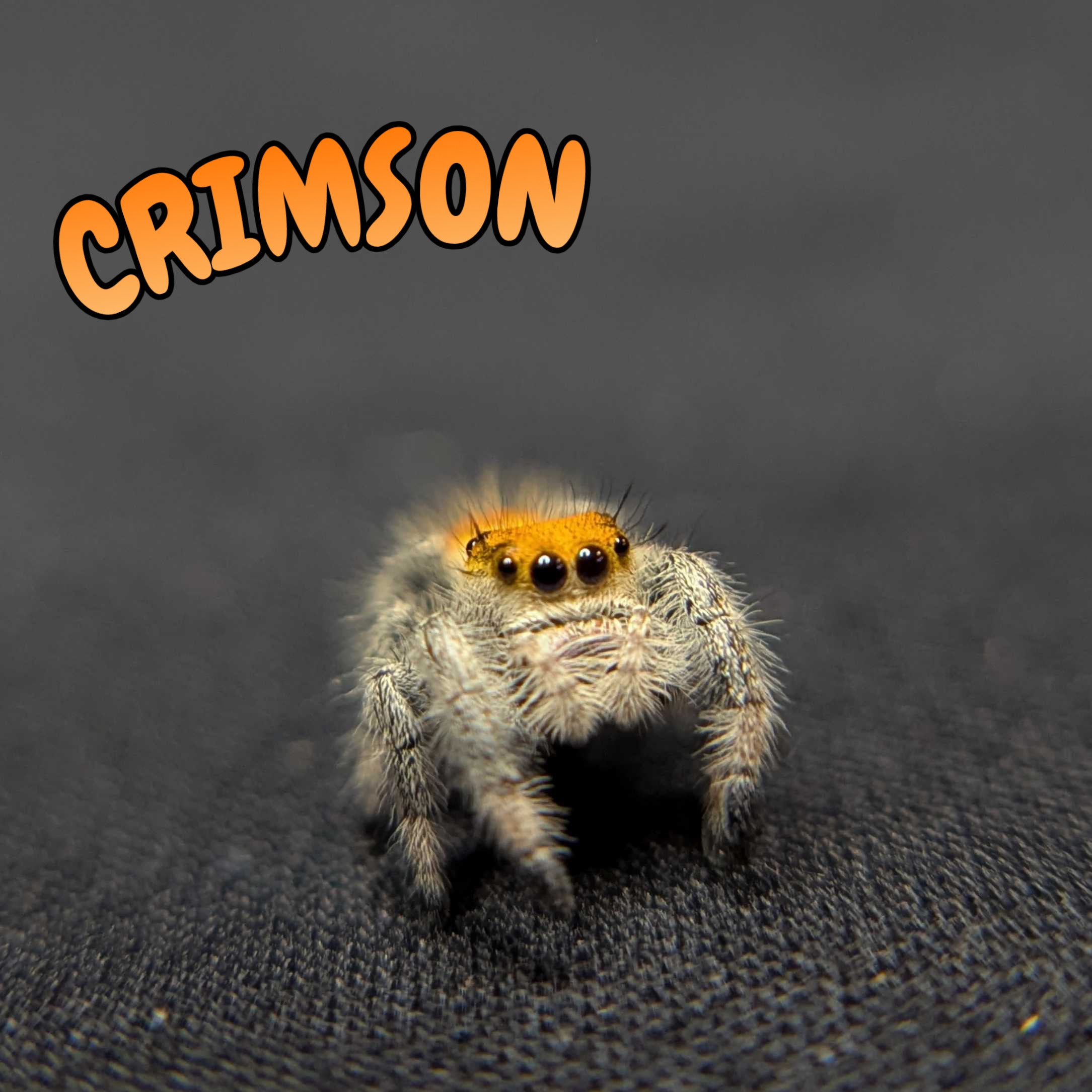 Regal Jumping Spider "Crimson"